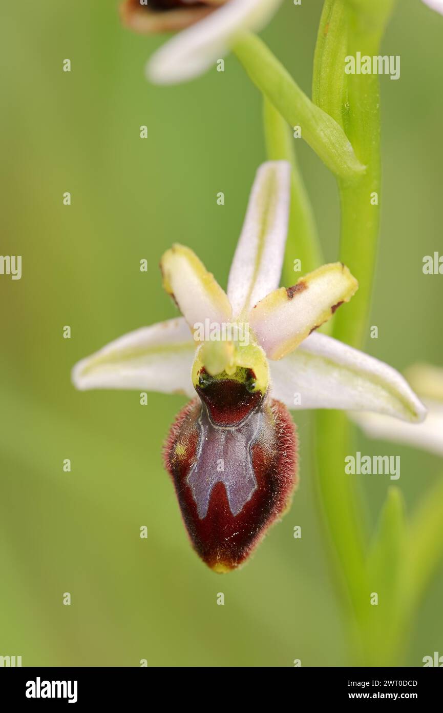 Ragwort in splendore (Ophrys splendida), fiore, Provenza, Francia meridionale Foto Stock