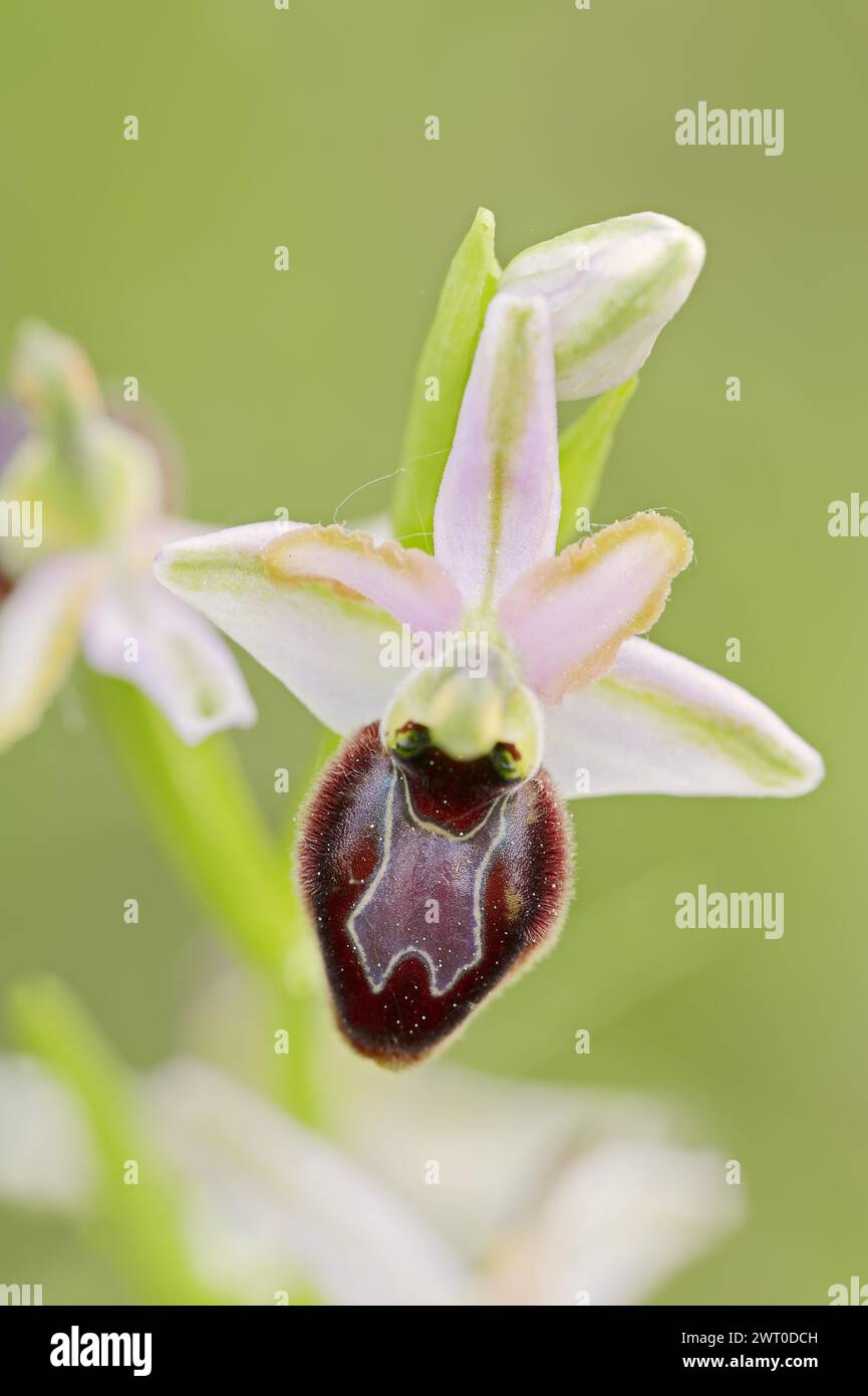 Ragwort in splendore (Ophrys splendida), fiore, Provenza, Francia meridionale Foto Stock