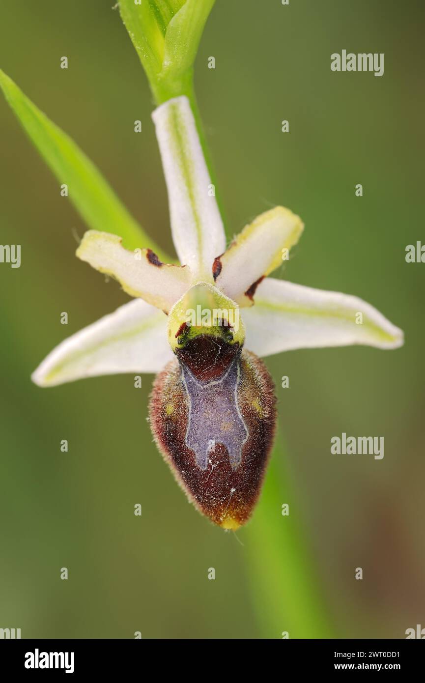 Ragwort in splendore (Ophrys splendida), fiore, Provenza, Francia meridionale Foto Stock