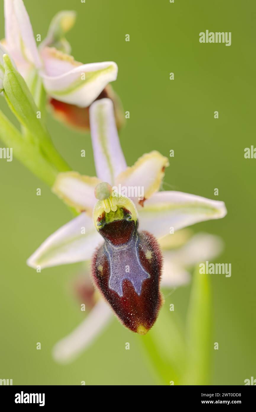 Ragwort in splendore (Ophrys splendida), fiore, Provenza, Francia meridionale Foto Stock