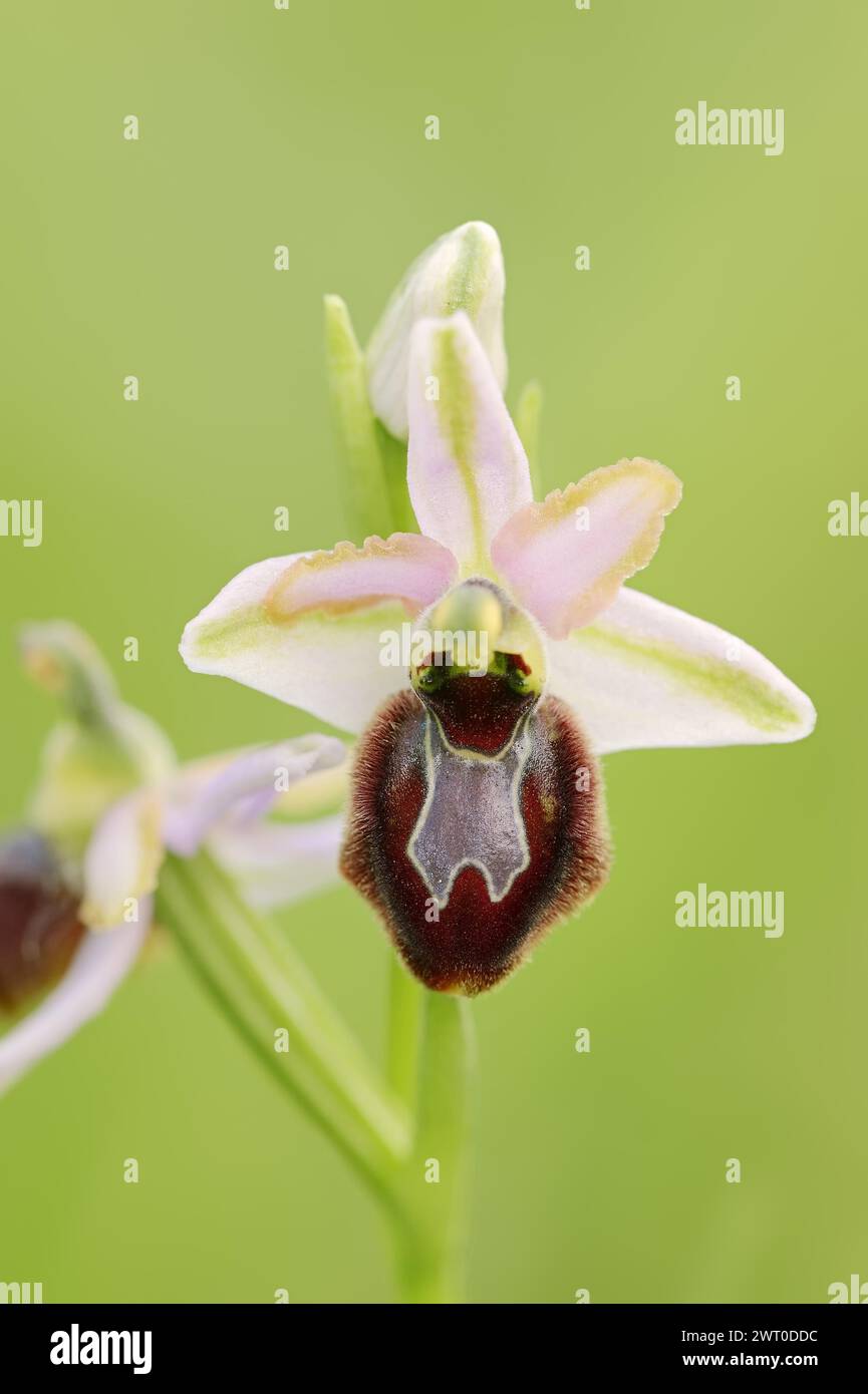Ragwort in splendore (Ophrys splendida), fiore, Provenza, Francia meridionale Foto Stock