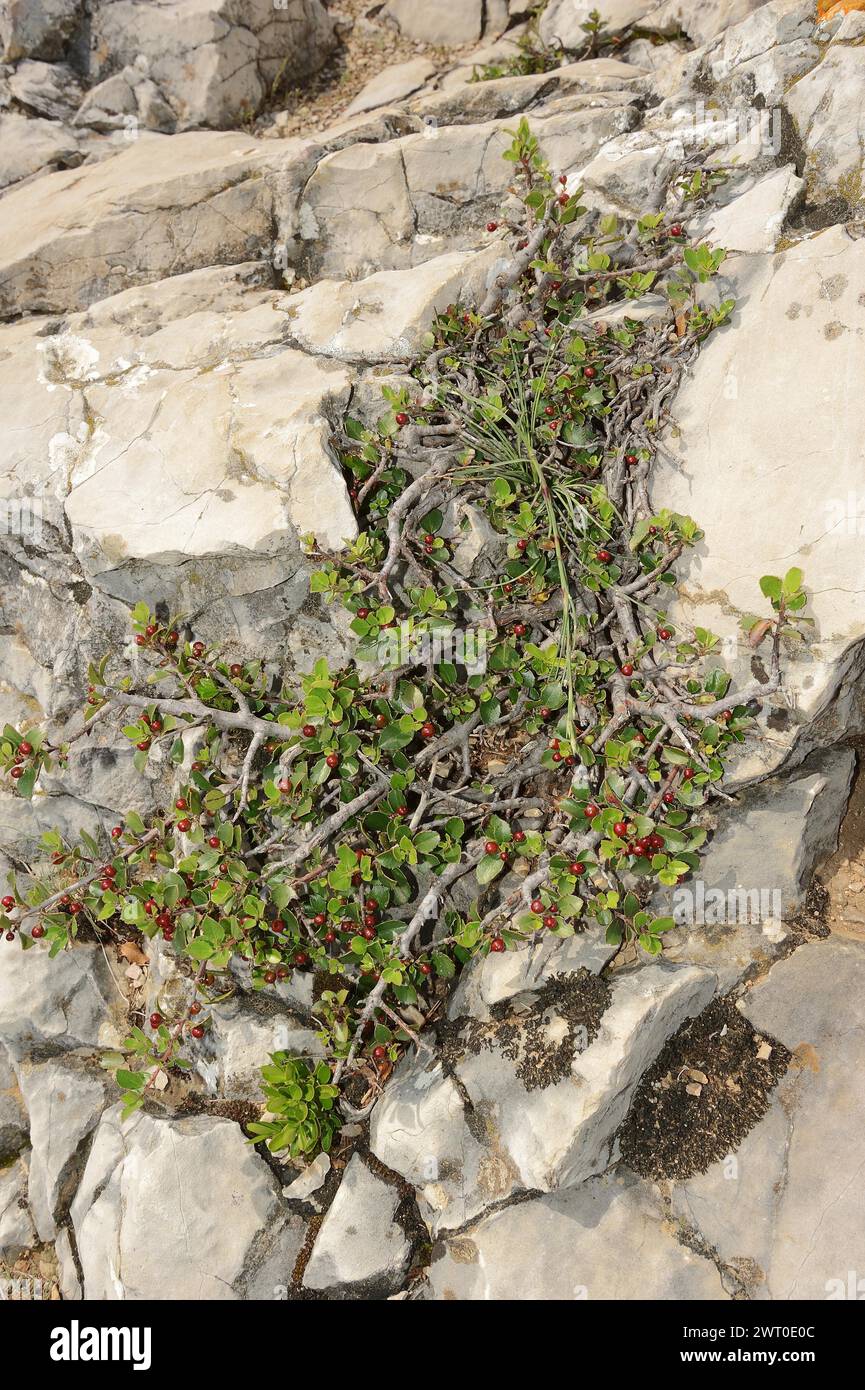 Spina dorsale italiana (Rhamnus alaternus), Provenza, Francia meridionale Foto Stock