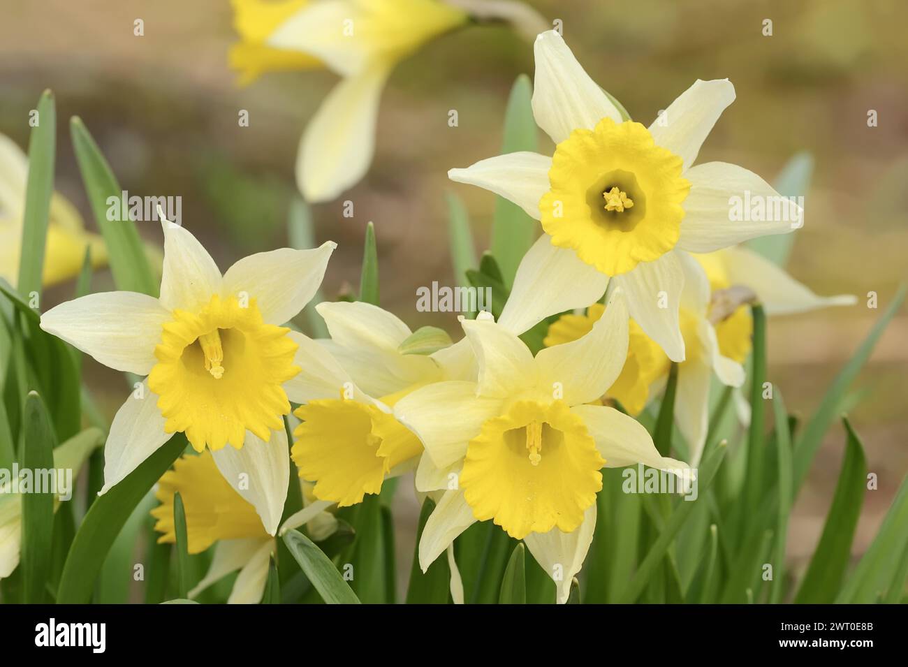 Narcisi selvatici (Narcissus pseudonarcissus), fiori, piante ornamentali, Renania settentrionale-Vestfalia, Germania Foto Stock