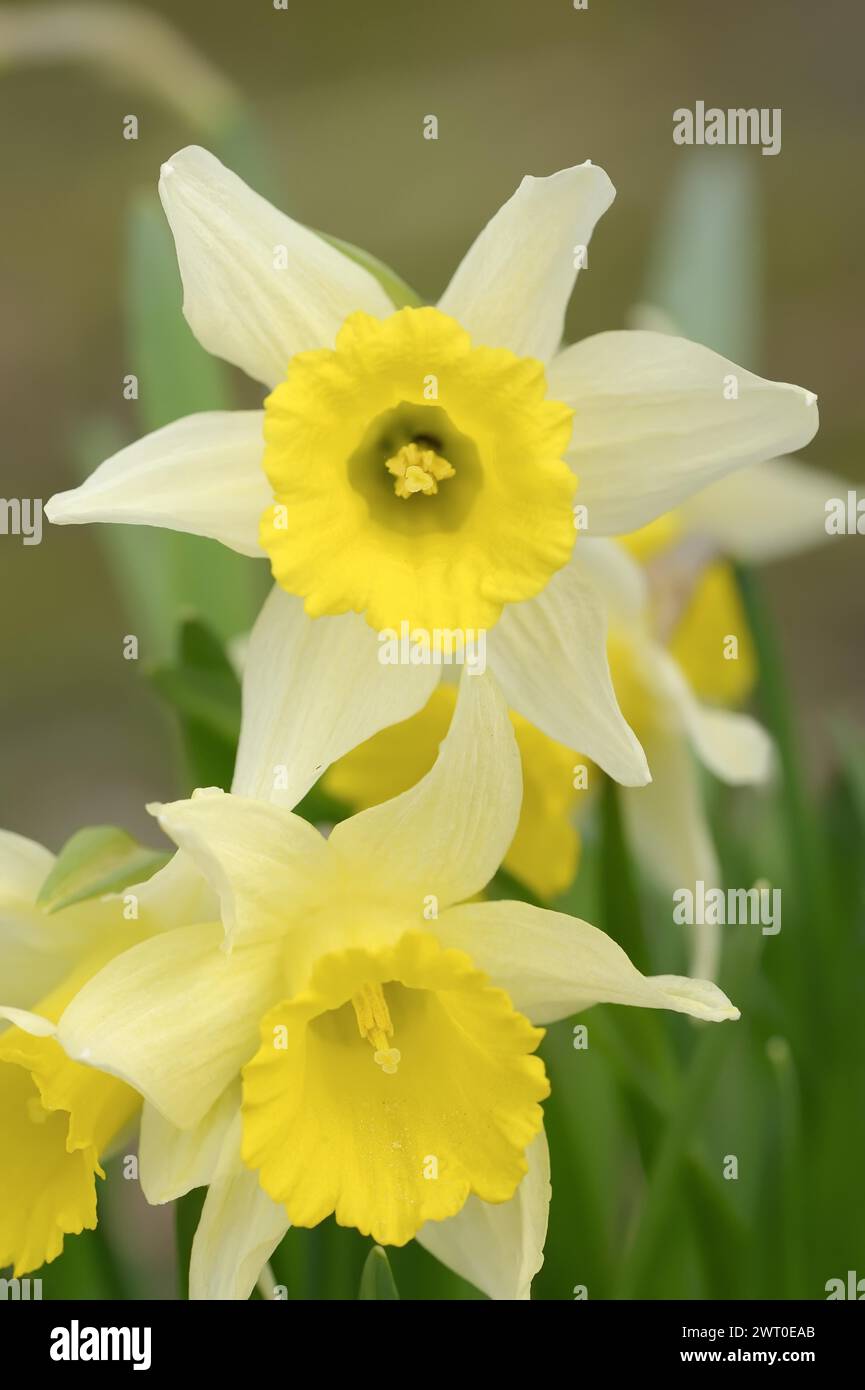 Narcisi selvatici (Narcissus pseudonarcissus), fiori, piante ornamentali, Renania settentrionale-Vestfalia, Germania Foto Stock
