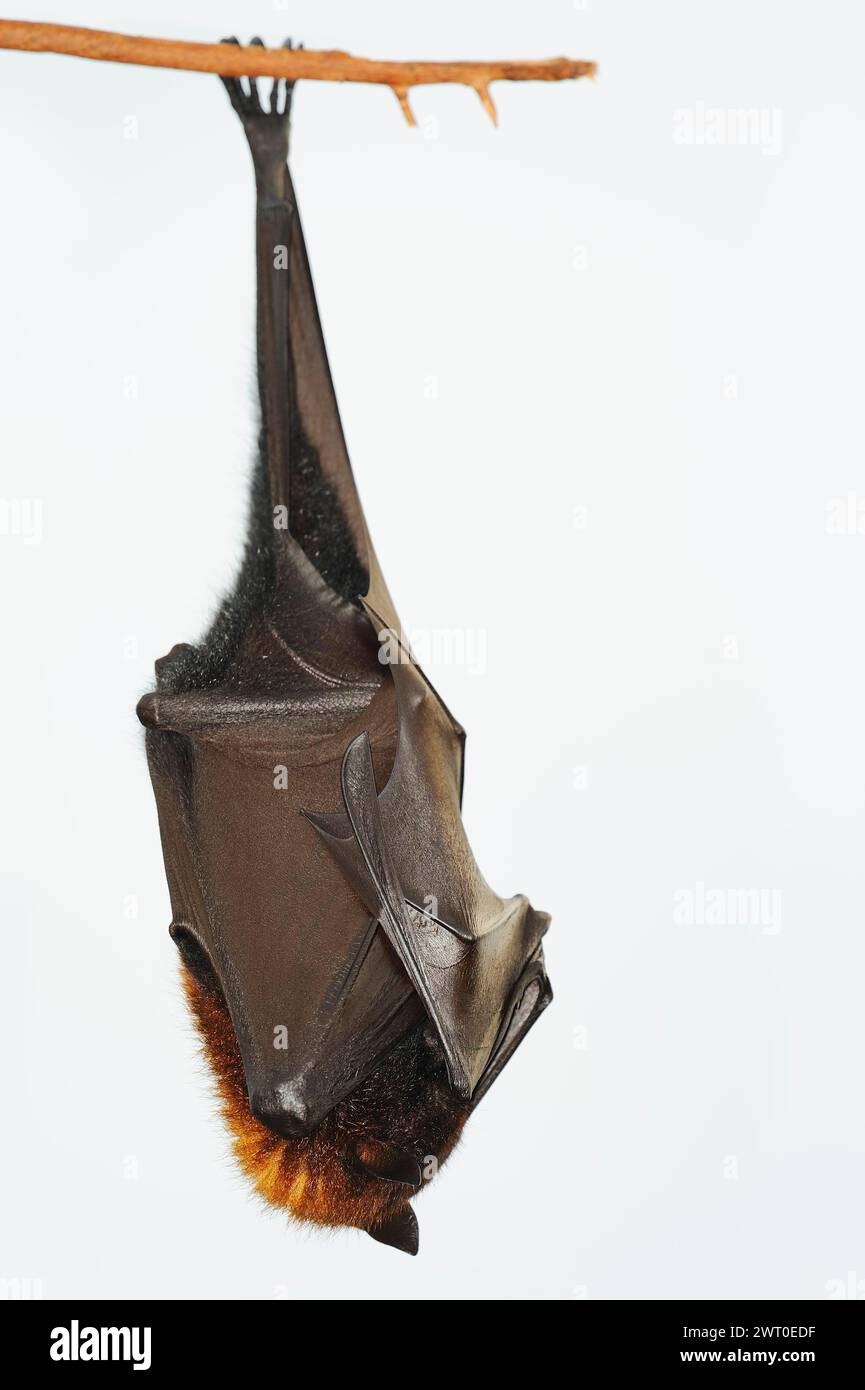 Volpe volanti di Kalong o volpe volanti di grandi dimensioni (Pteropus vampyrus), in cattività, che si verificano nel sud-est asiatico Foto Stock