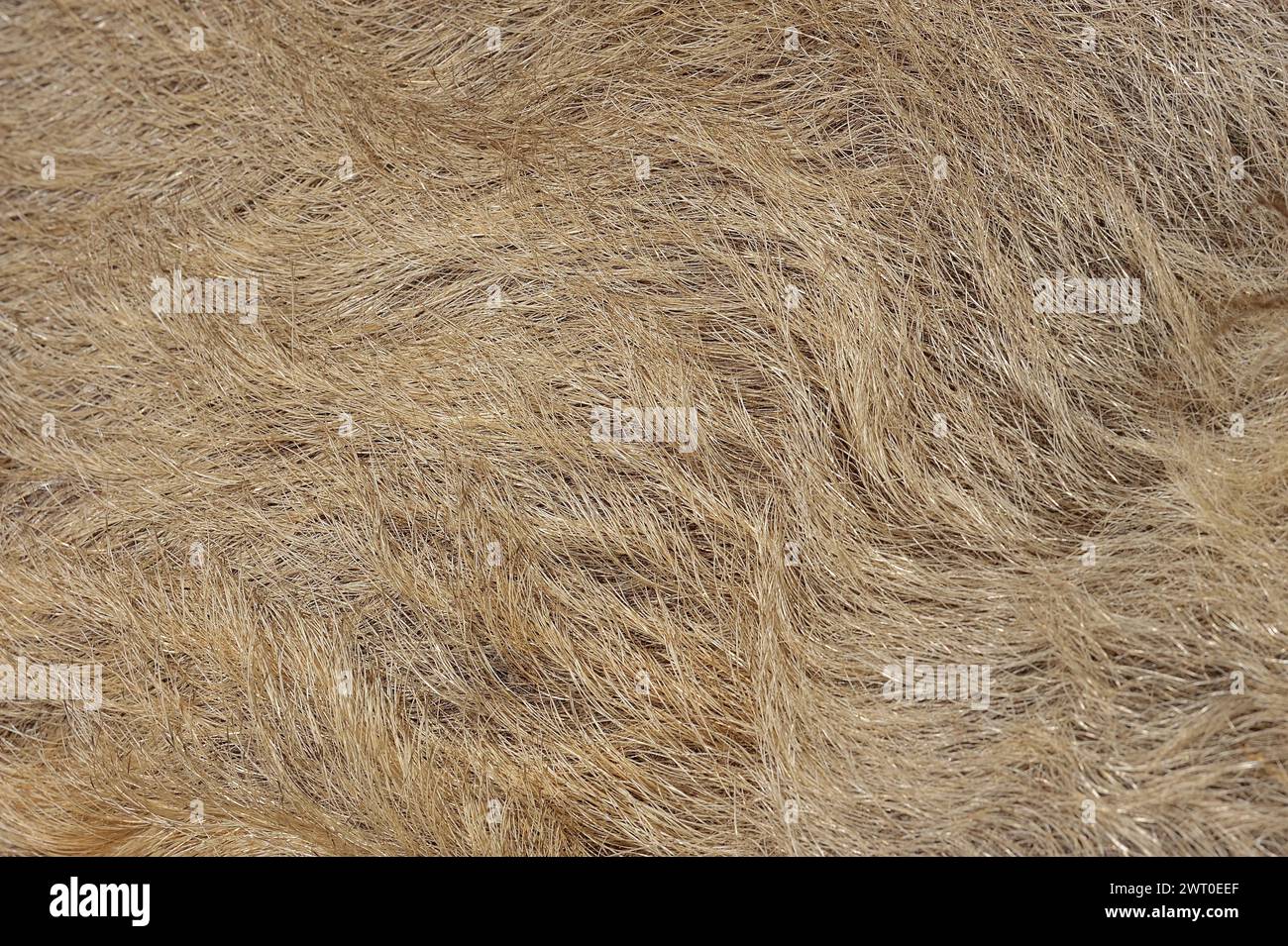 Maiale lanoso o maiale Mangalica (Sus scrofa domesticus), dettaglio pelliccia, bassa Sassonia, Germania Foto Stock