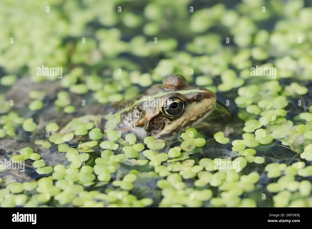 Rana del lago (Pelophylax ridibundus, Rana ridibunda), Renania settentrionale-Vestfalia, Germania Foto Stock