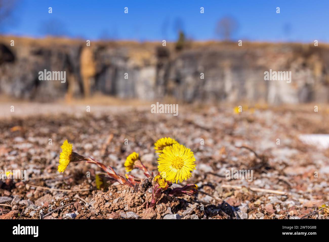 Fioritura a piedi (Tussilago farfarfara) all'inizio della primavera in una vecchia cava Foto Stock Fioritura a piedi (Tussilago farfarfara) all'inizio della primavera in una vecchia cava Foto Stock