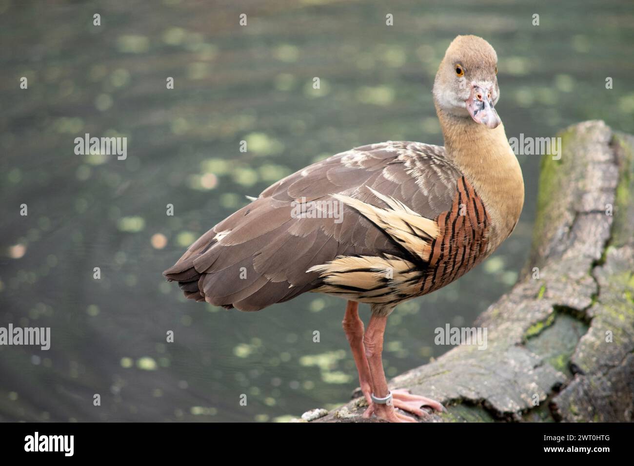 Il viso e il collo anteriore dell'anatra fischiante sono leggeri, la corona e il collo posteriore sono di colore marrone chiaro e le piume marroni della parte superiore della schiena sono bordate Foto Stock