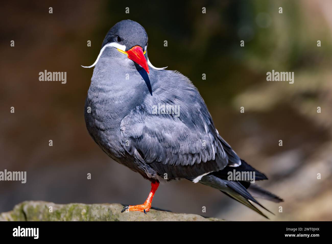 Una terna Inca (Larosterna inca) arroccata su una roccia Foto Stock