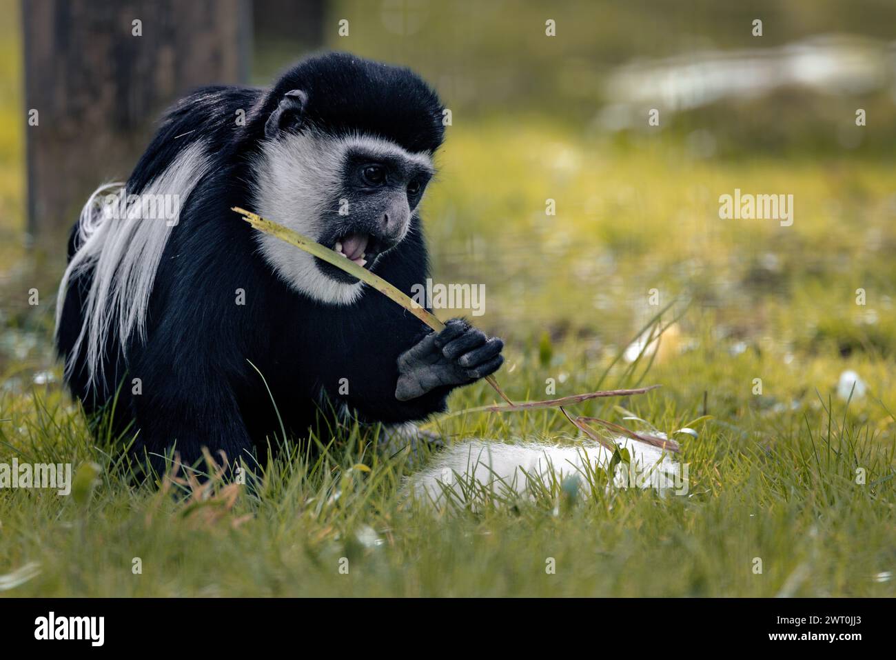 Una scimmia corposa che sgranocchiava sull'erba mentre era seduta a terra Foto Stock