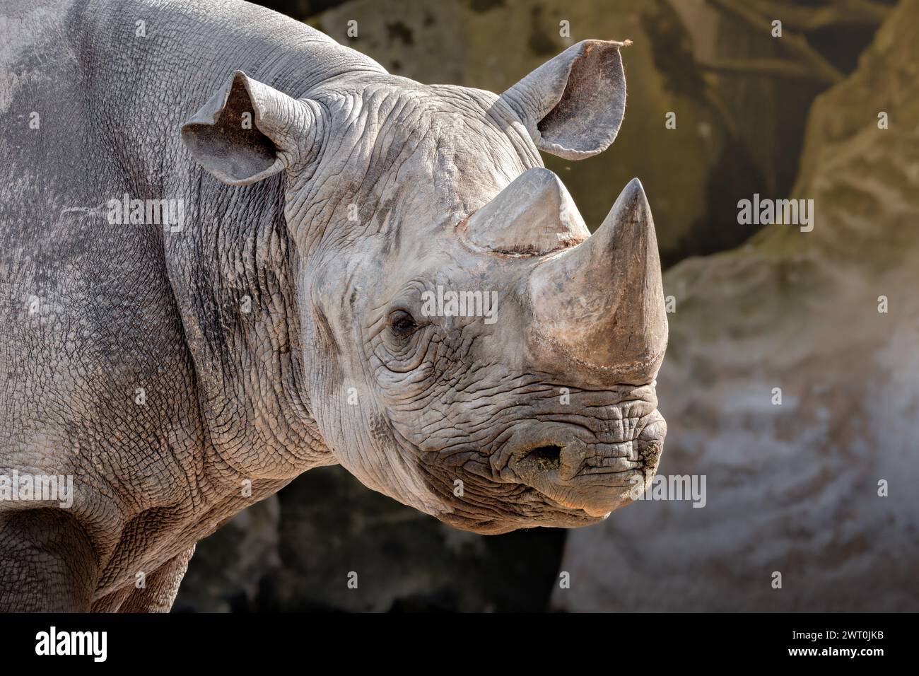 Un primo piano di un rinoceronte contro le rocce Foto Stock