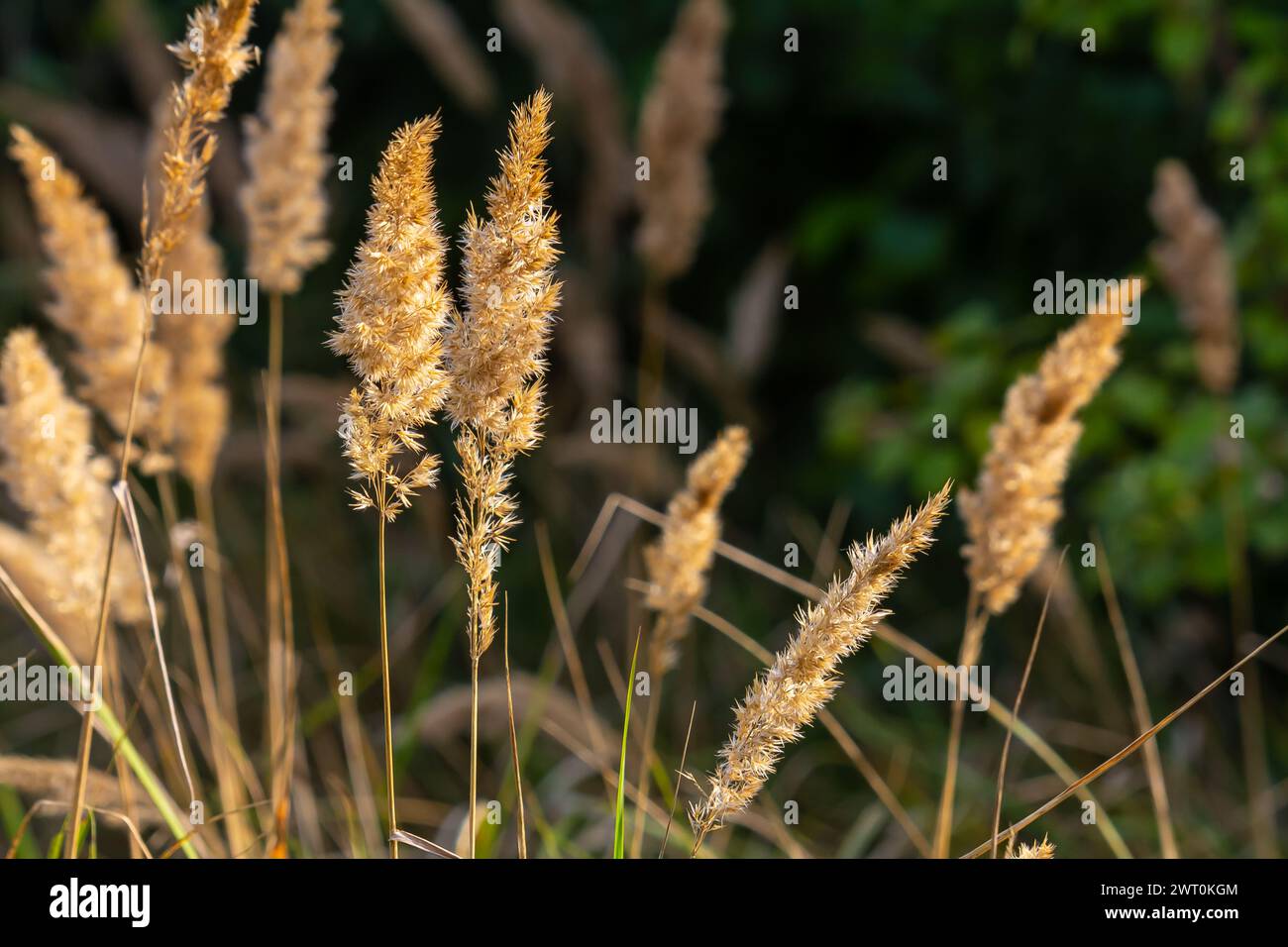 Infiorescenza di canne piccole di legno Calamagrostis epigejos su un prato. Foto Stock