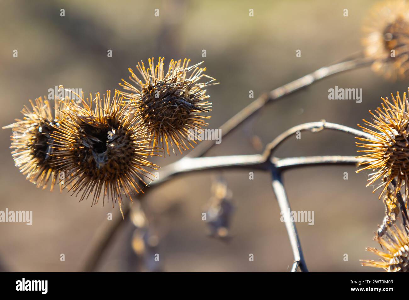 Lappa di artzio, teste di semi asciutti di burdock più piccole. Artium meno, autunno nel prato con fiori secchi burdock, comunemente chiamato burdock più grande, commestibile Foto Stock