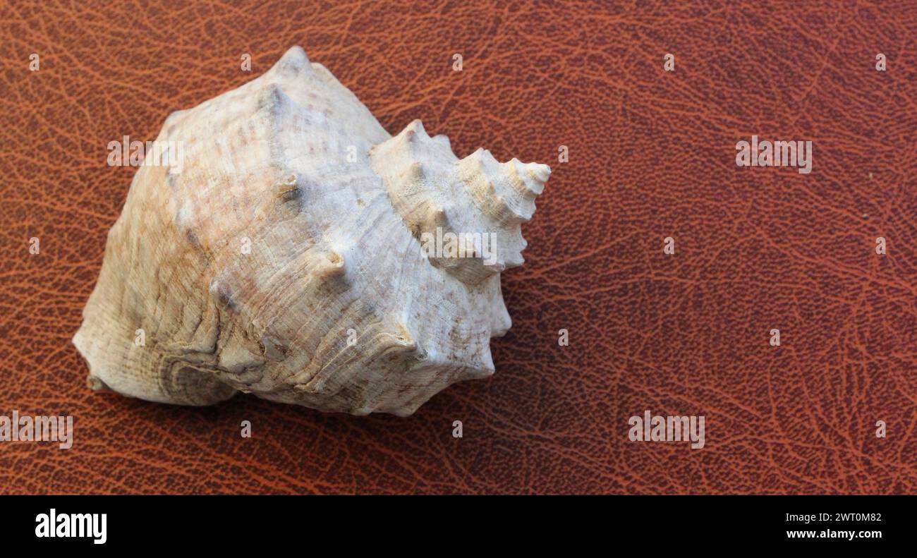 Seashell Fox a righe con rivestimento in pelle naturale Foto Stock