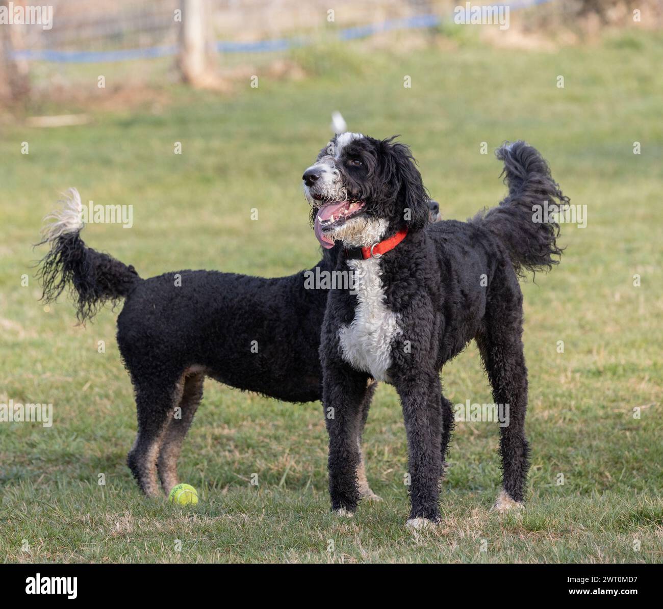 Due cani acquatici spagnoli che giocano in un parco Foto Stock