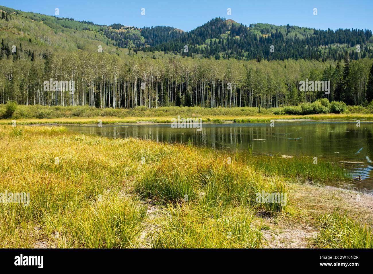 Lussureggianti paludi estive e foresta di Aspen a Park City, Utah Foto Stock