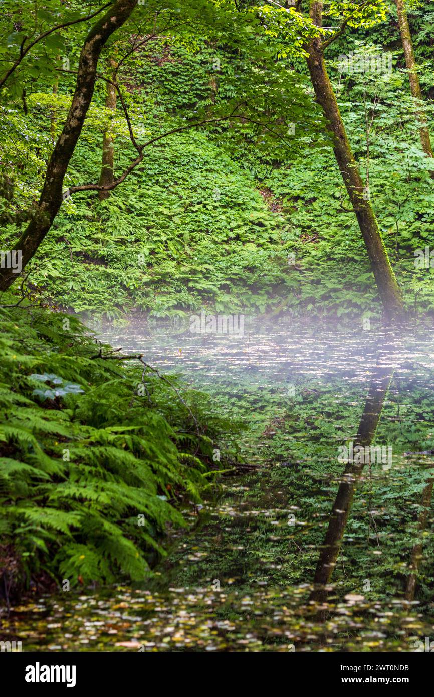 Laghetto mistico della foresta con foglie galleggianti a strati di vapore Foto Stock