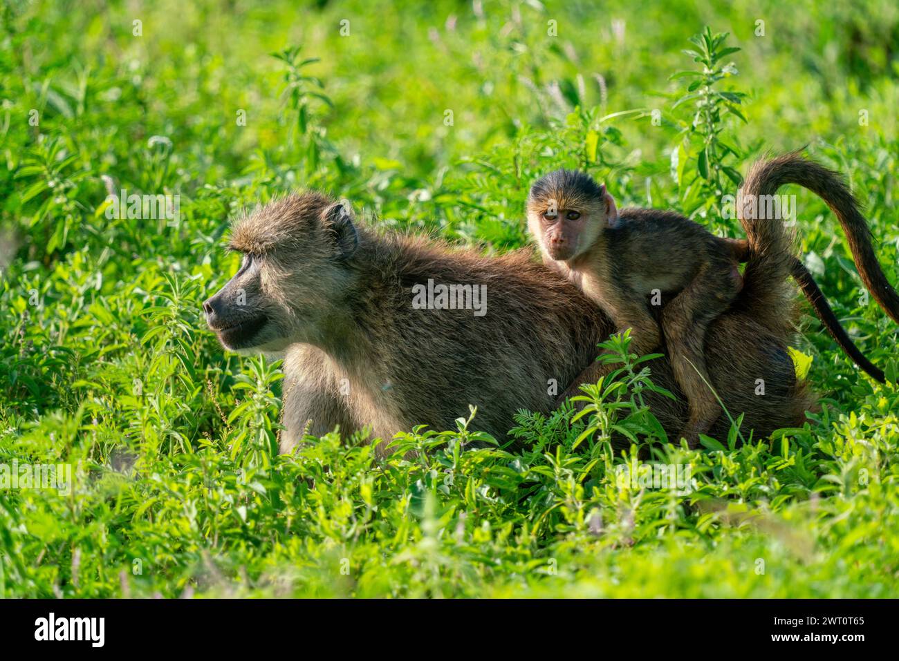 La giovane baboon accompagna le mamme a Tsavo West in Kenya. Foto Stock