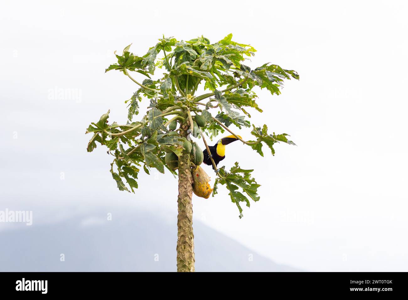 GPT Toucan con degustazione di papaya nella lussureggiante la fortuna Foto Stock