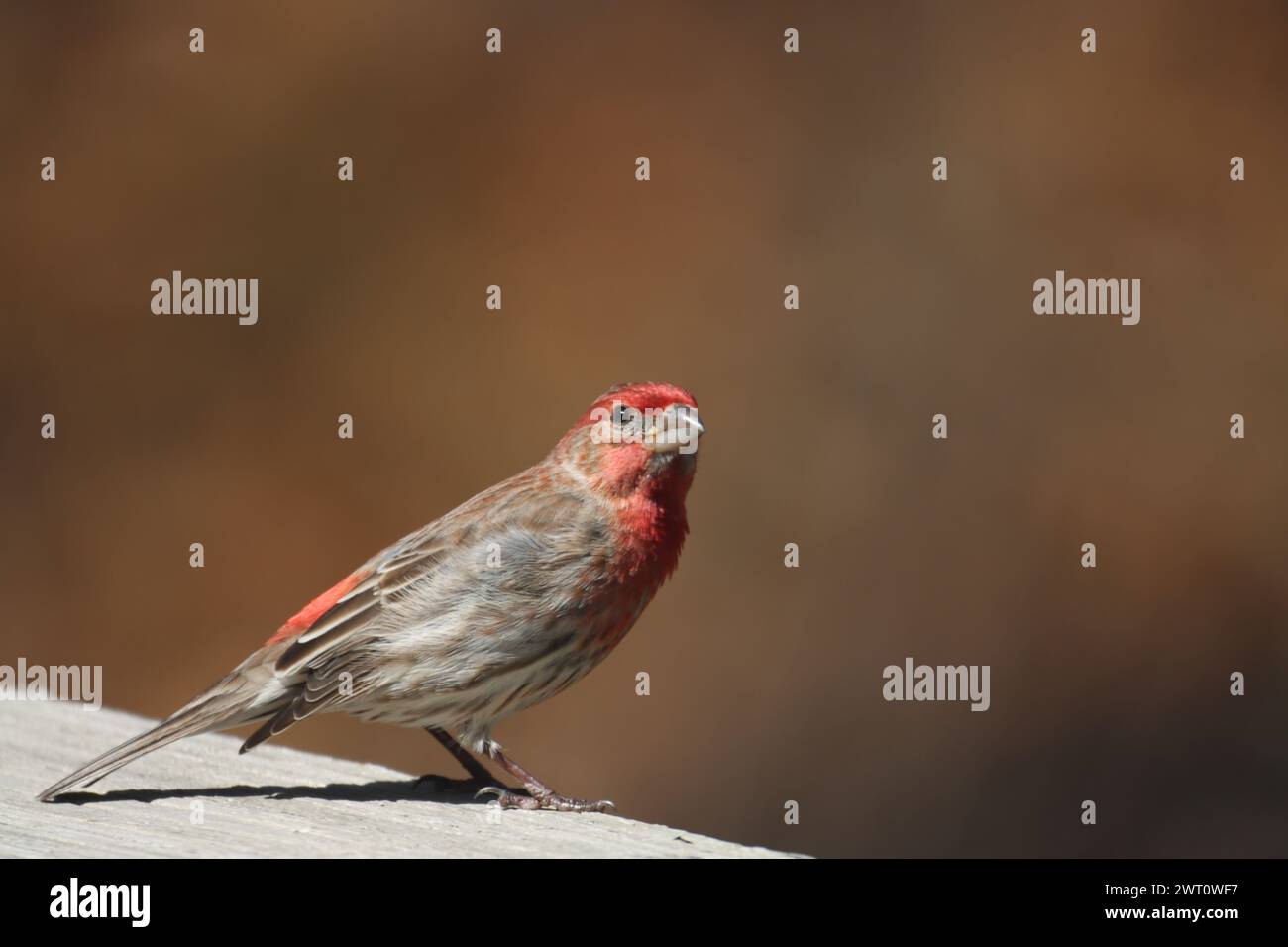 Una casa maschile finch arroccata su una tavola di legno, che guarda Foto Stock