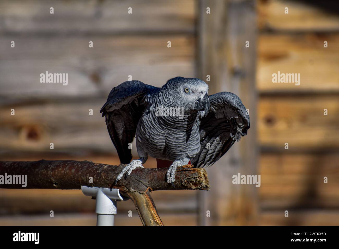African Gray Parrot Training versione 1 Foto Stock
