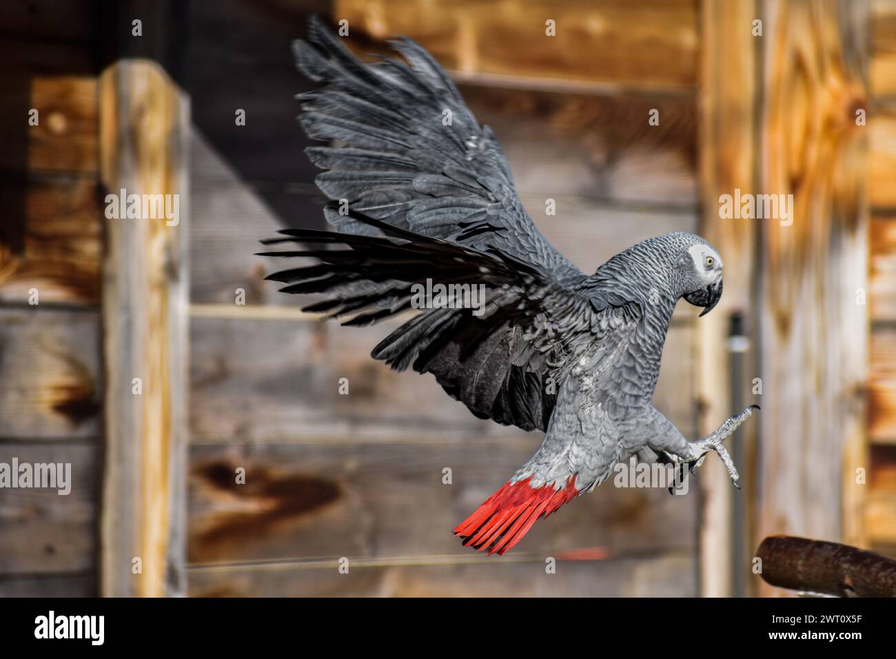 African Gray Parrot Training versione 1 Foto Stock