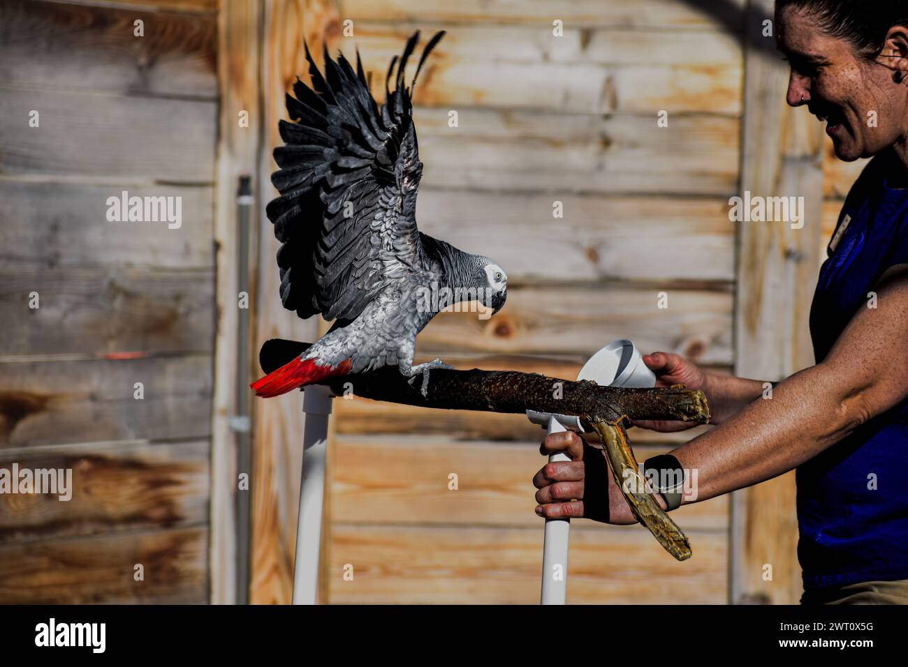 African Gray Parrot Training versione 2 Foto Stock
