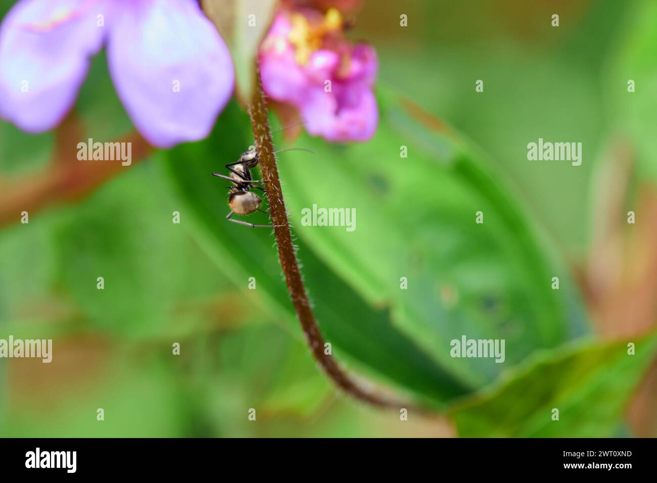 Vista ravvicinata della formica sul fiore Foto Stock