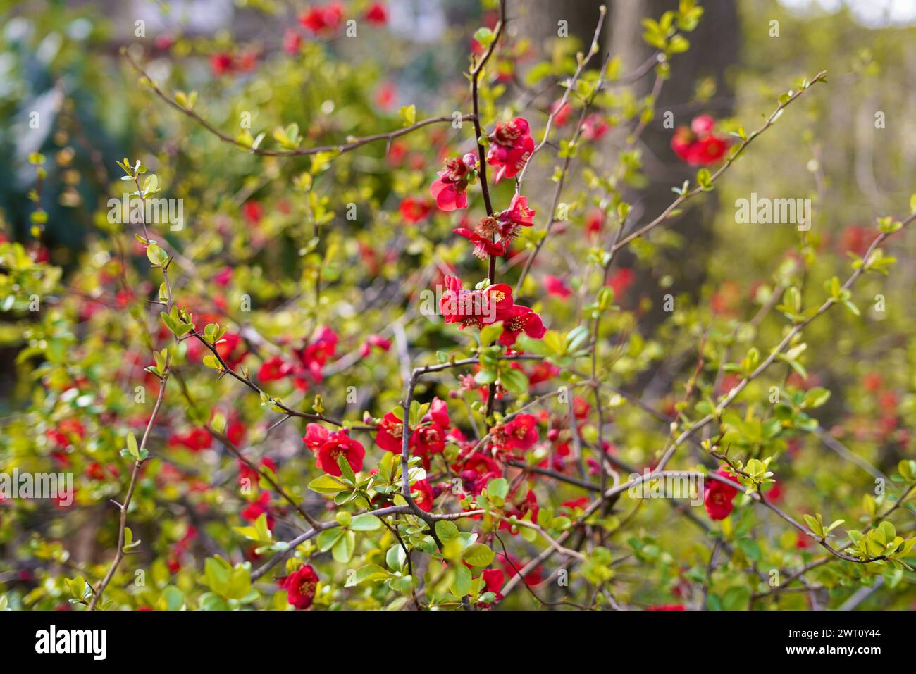 I vivaci fiori rossi fioriscono su piccole piante verdi Foto Stock