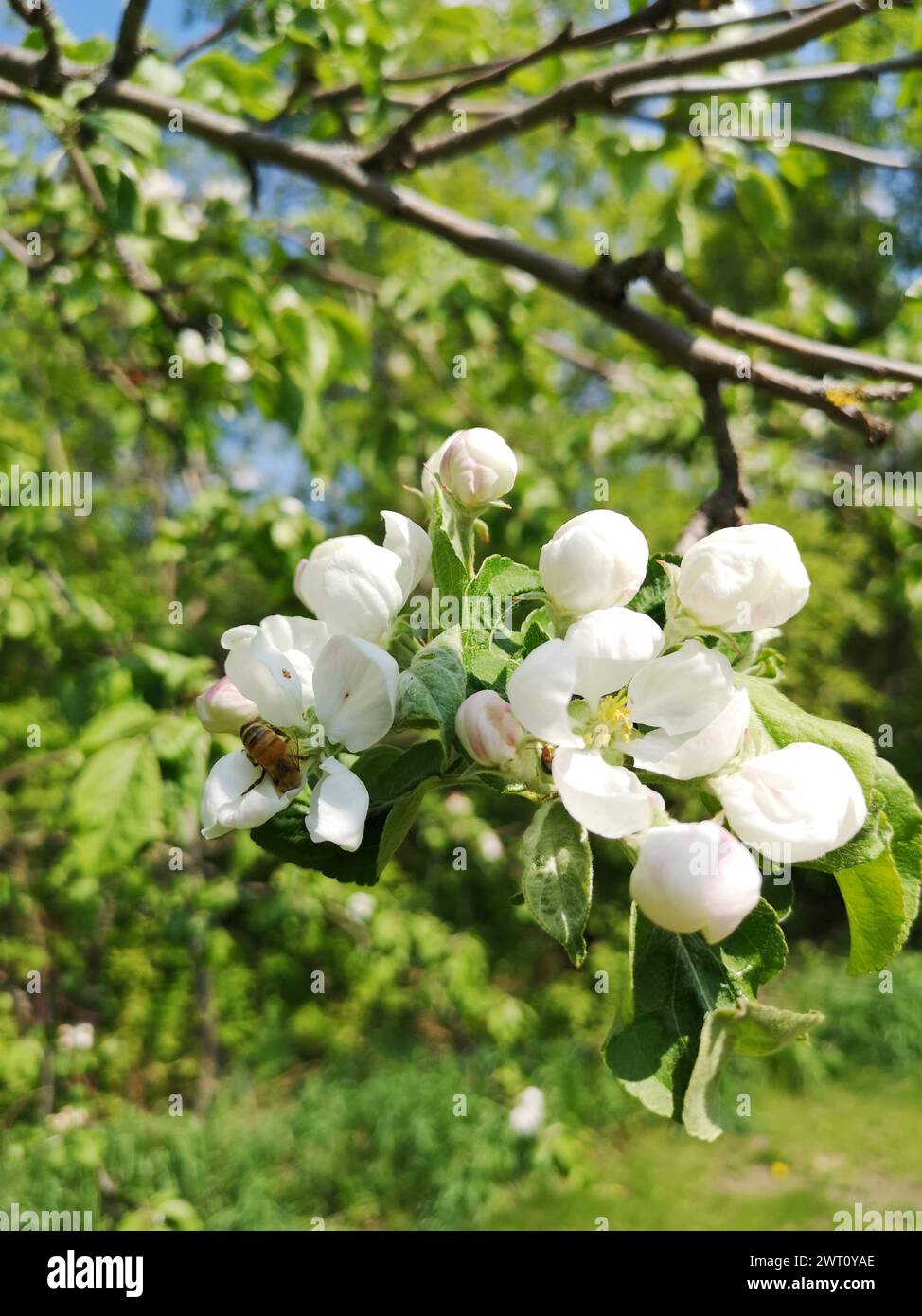 Apple Blossom Beauty con Bee Foto Stock