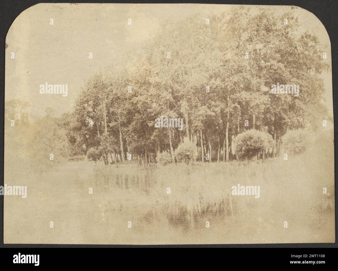 Orizzontale. Sconosciuto, fotografo metà del XIX secolo Vista di un gruppo di alberi sul bordo di una foresta. Foto Stock
