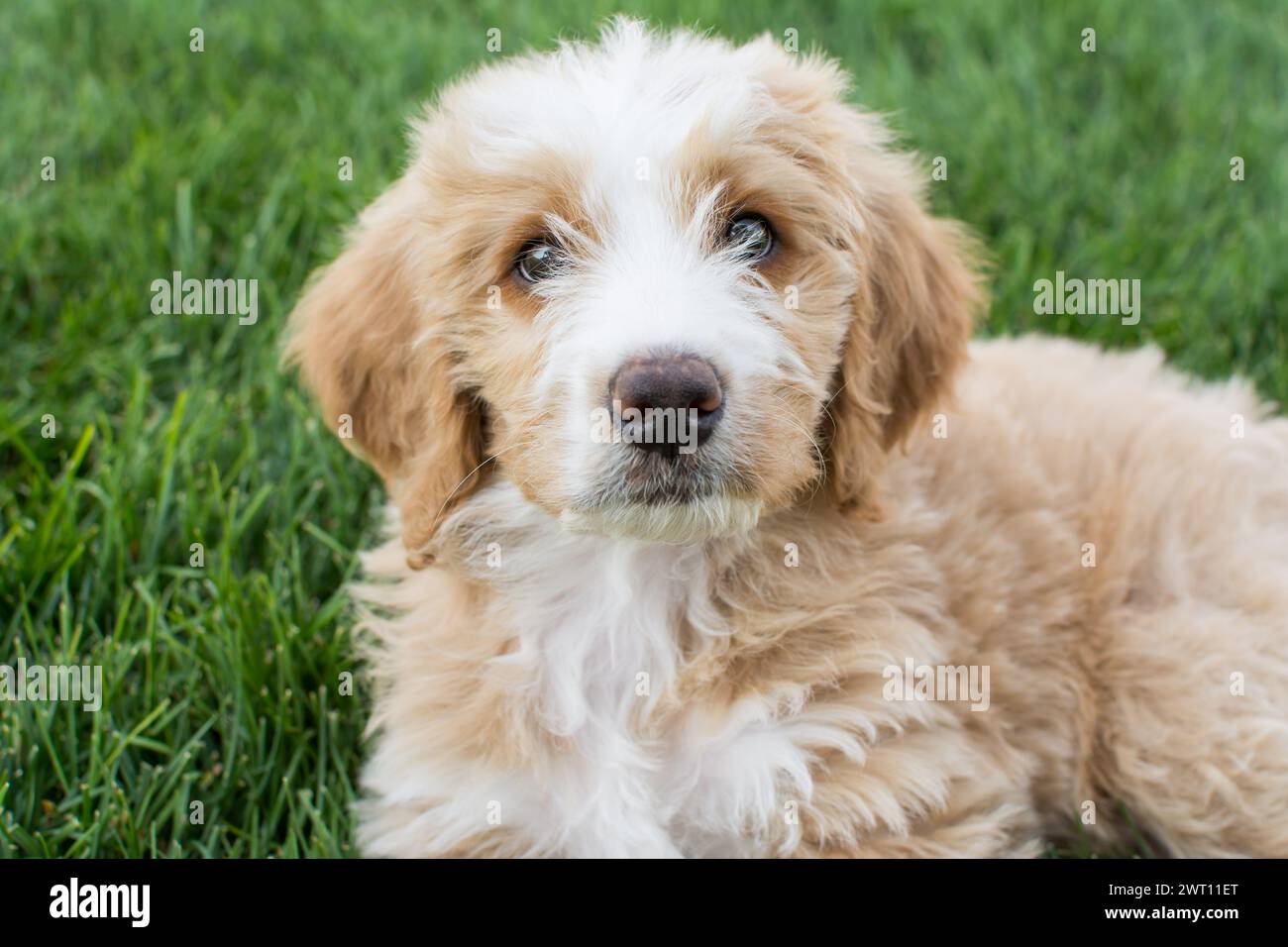 Soffice pesca e cucciolo bianco Bernedoodle seduto nell'erba verde Foto Stock