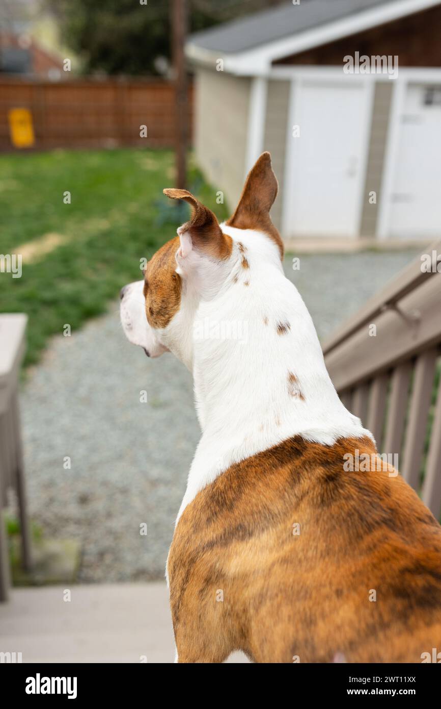 Cane nel cortile, che guarda verso l'esterno Foto Stock