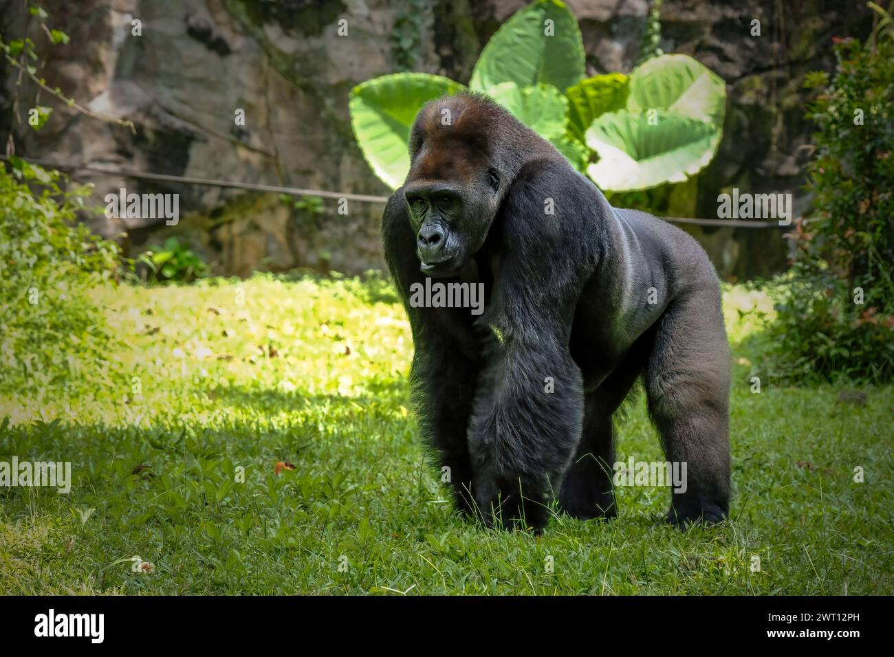 Gorilla che si divertono e giocano all'interno del loro involucro Foto Stock