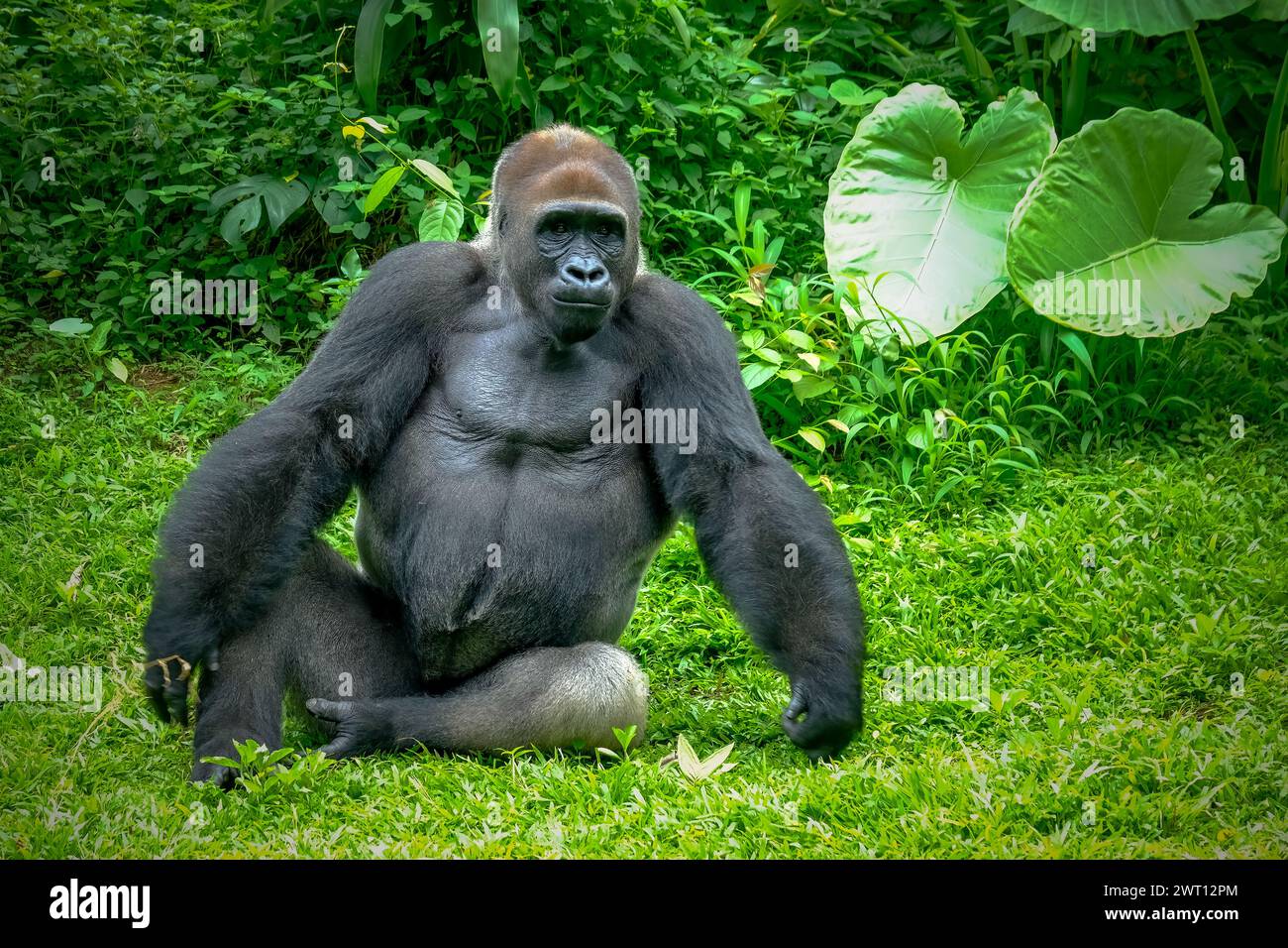 Gorilla che si divertono e giocano all'interno del loro involucro Foto Stock