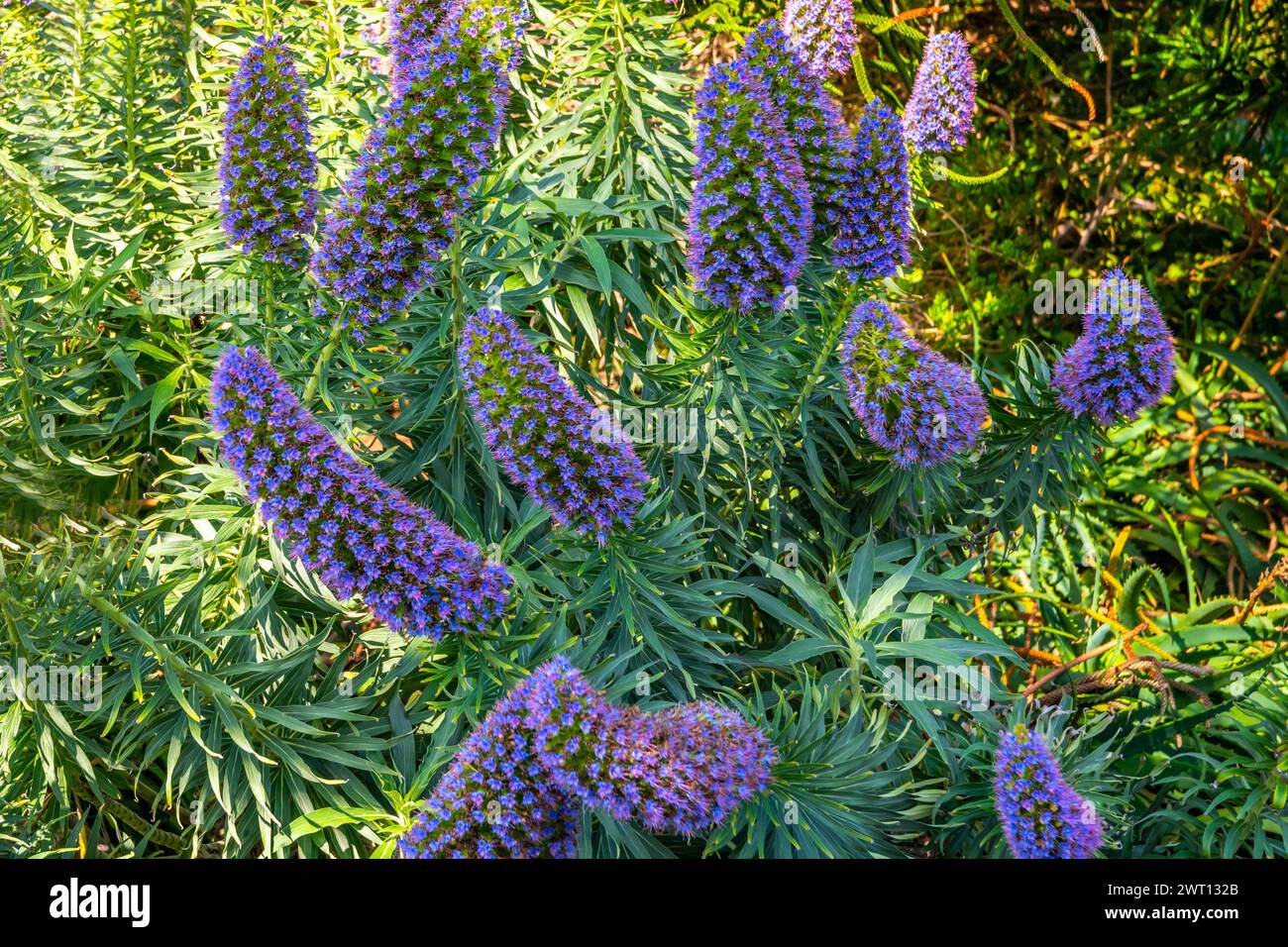 Stabilimento Echium Fastuosum a Laguna Beach, California Foto Stock