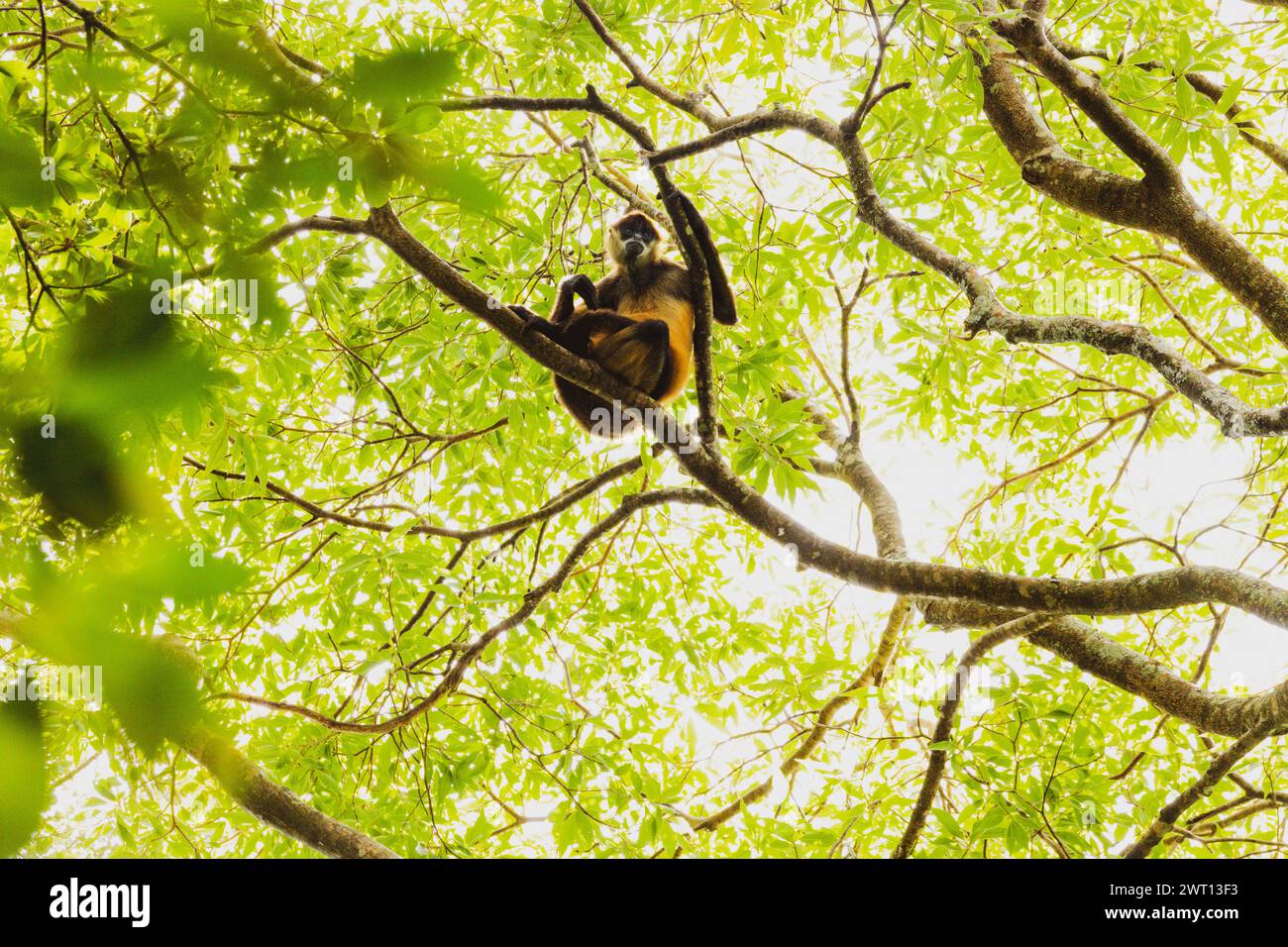 Scimmia sugli alberi in Costa Rica Foto Stock