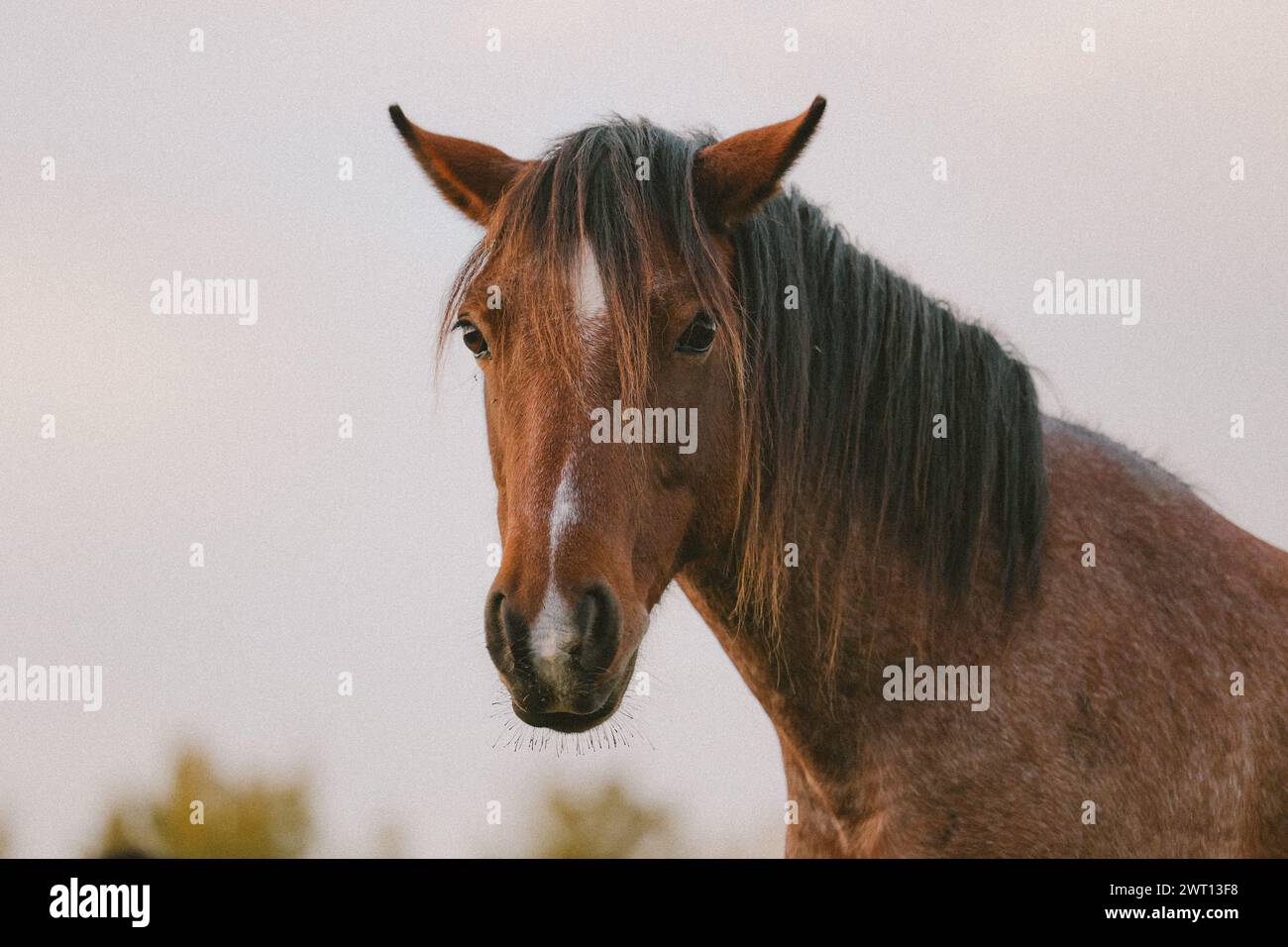 a guardare i cavalli sul campo Foto Stock