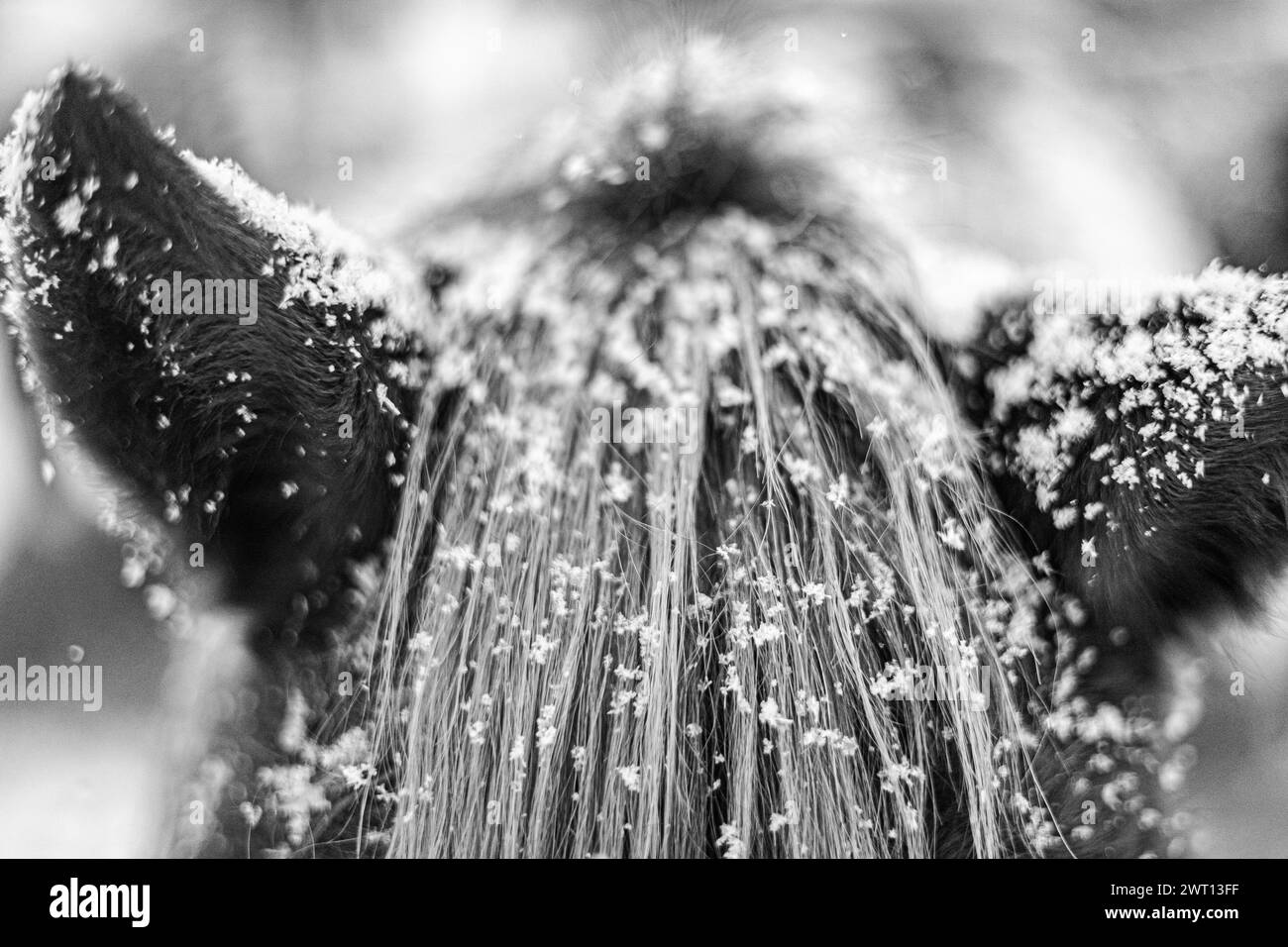 Cavallo nella neve, criniera piena di fiocchi di neve Foto Stock