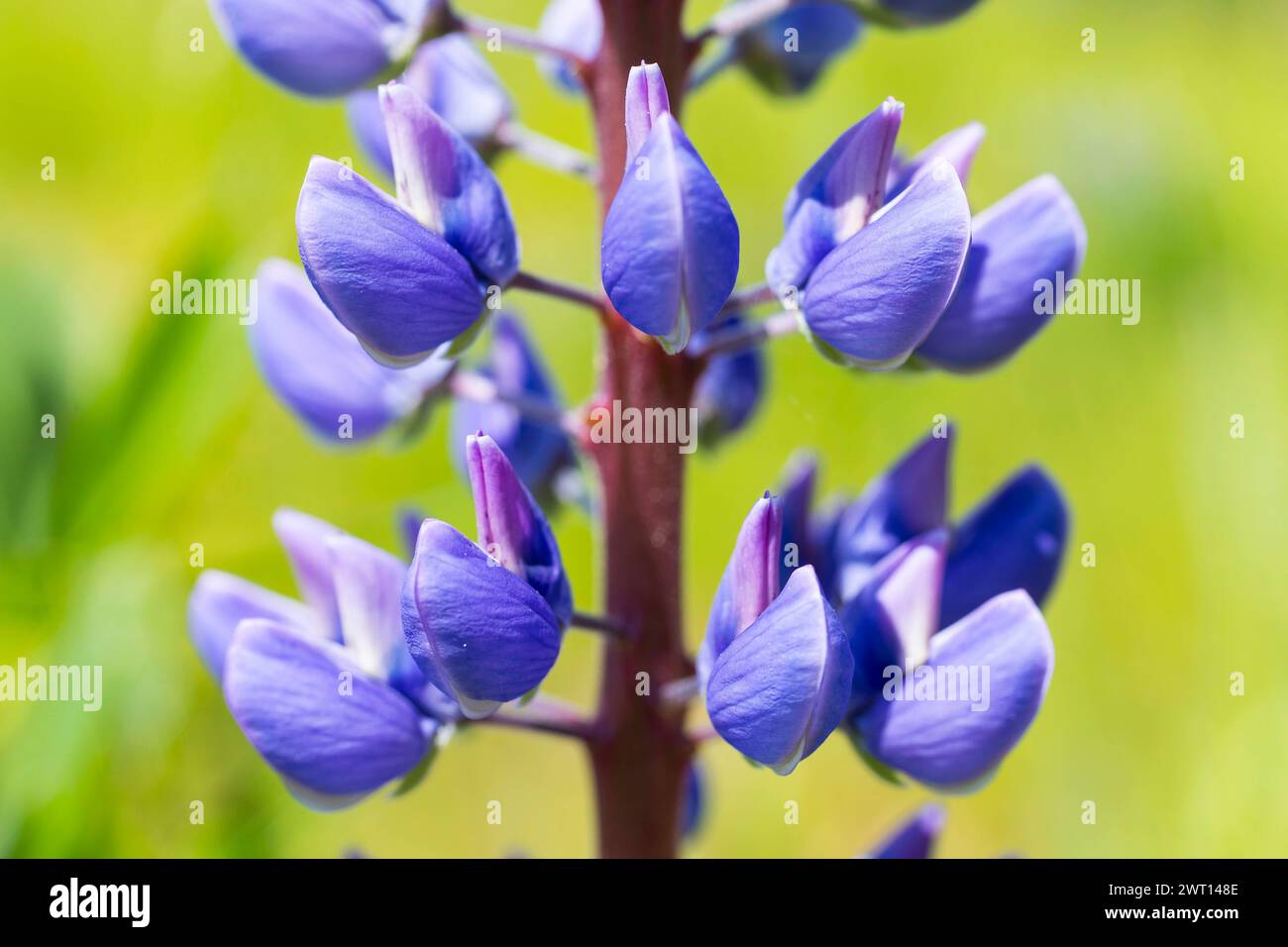 blau blüht die Stauden-Lupine Lupinus polyphyllus, Detailaufnahme vom Blütenstand *** fiori blu del lupino perenne Lupinus polyphyllus , Chiudi Foto Stock