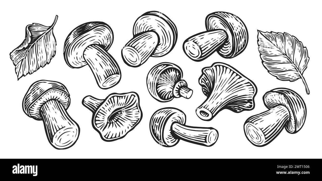 Varie collezioni di funghi forestali commestibili, set. Illustrazione vettoriale vintage disegnata a mano Illustrazione Vettoriale
