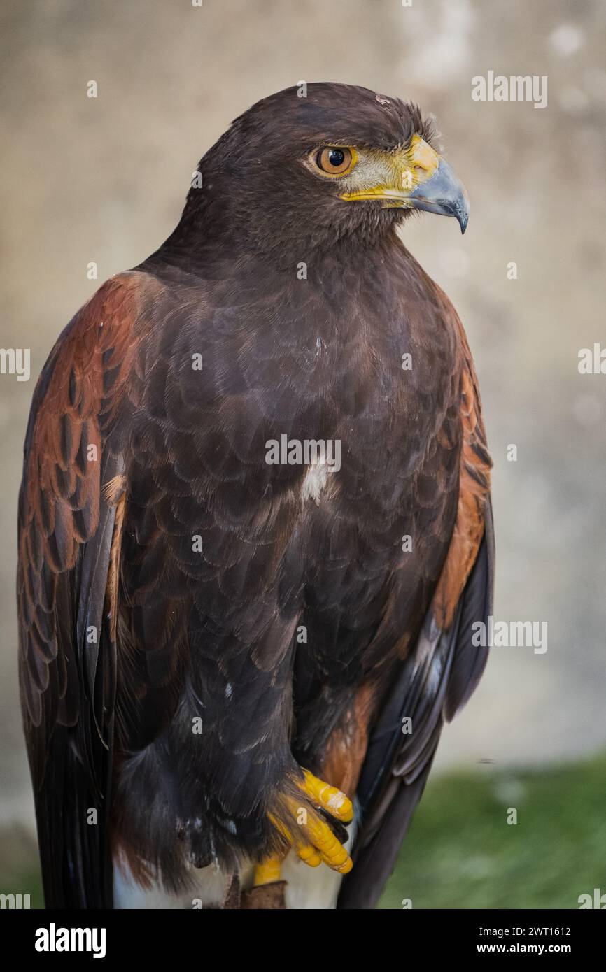 Aquila d'oro Aquila chrysaetos orel skalni seduta su un ramo. L'aquila dorata è un grande uccello preda che appartiene alla famiglia dei falchi e delle aquile. Foto Stock