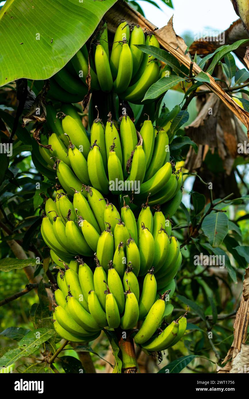 Le banane crude lunghe e corte sono anche chiamate banane verdi. Le banane crude vengono solitamente raccolte mentre sono ancora verdi e sono note come bana verde Foto Stock
