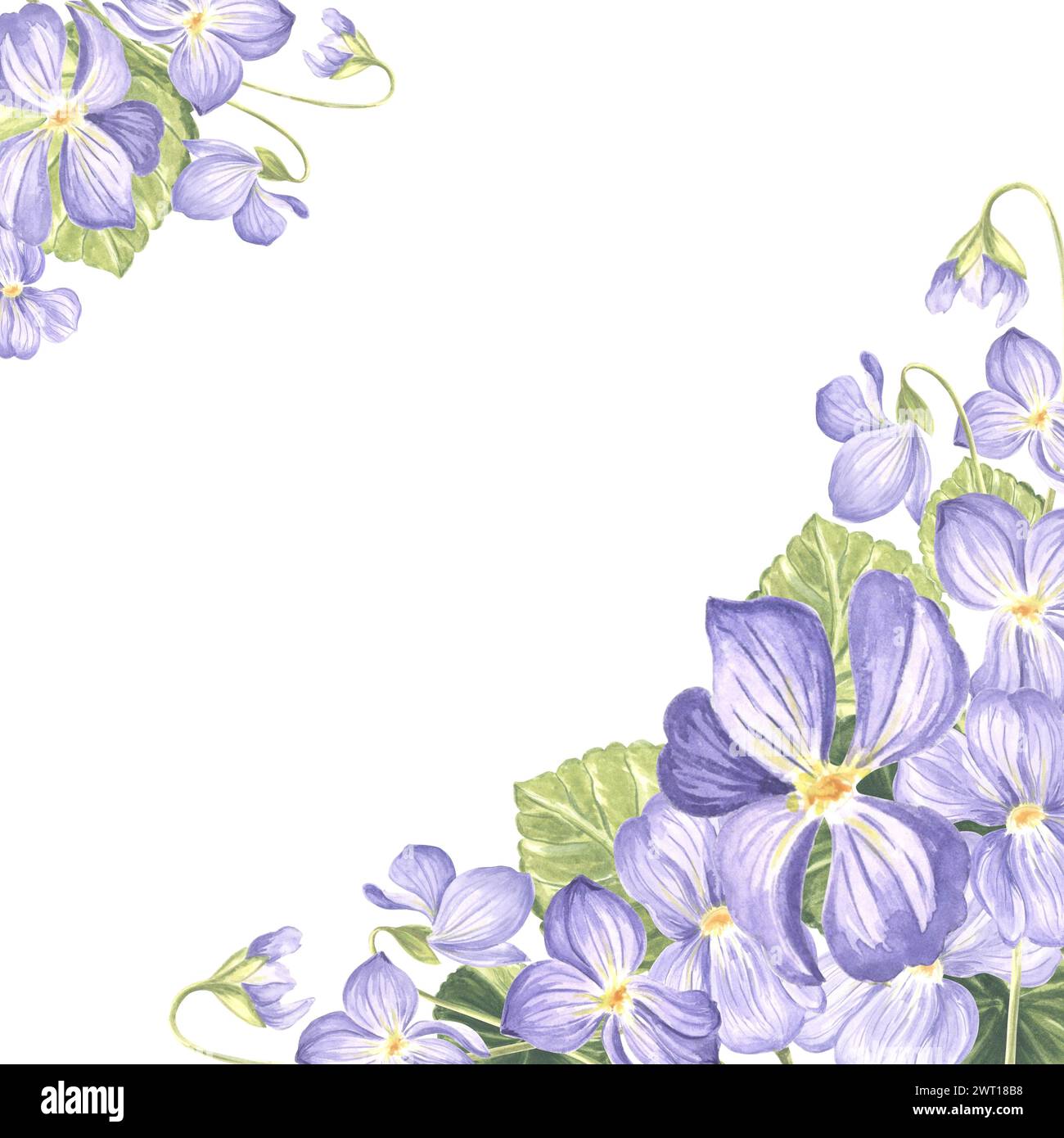 Modello da cartolina con viola selvatico con foglie verdi. Sfondo primavera estate composizione acquerello fiori di pansia, cornice floreale con spazio copia Isol Foto Stock