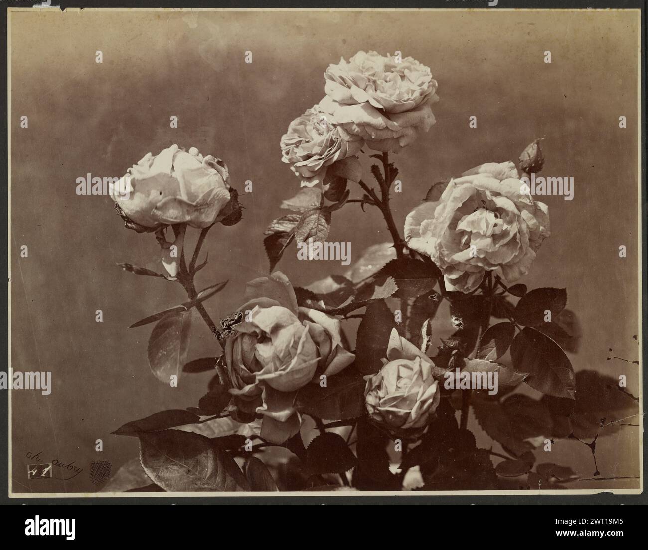 Rose. Charles Aubry, fotografo (francese, 1811 - 1877) 1860–1869 iscrizione: Incisa in targa: '41'. Foto Stock