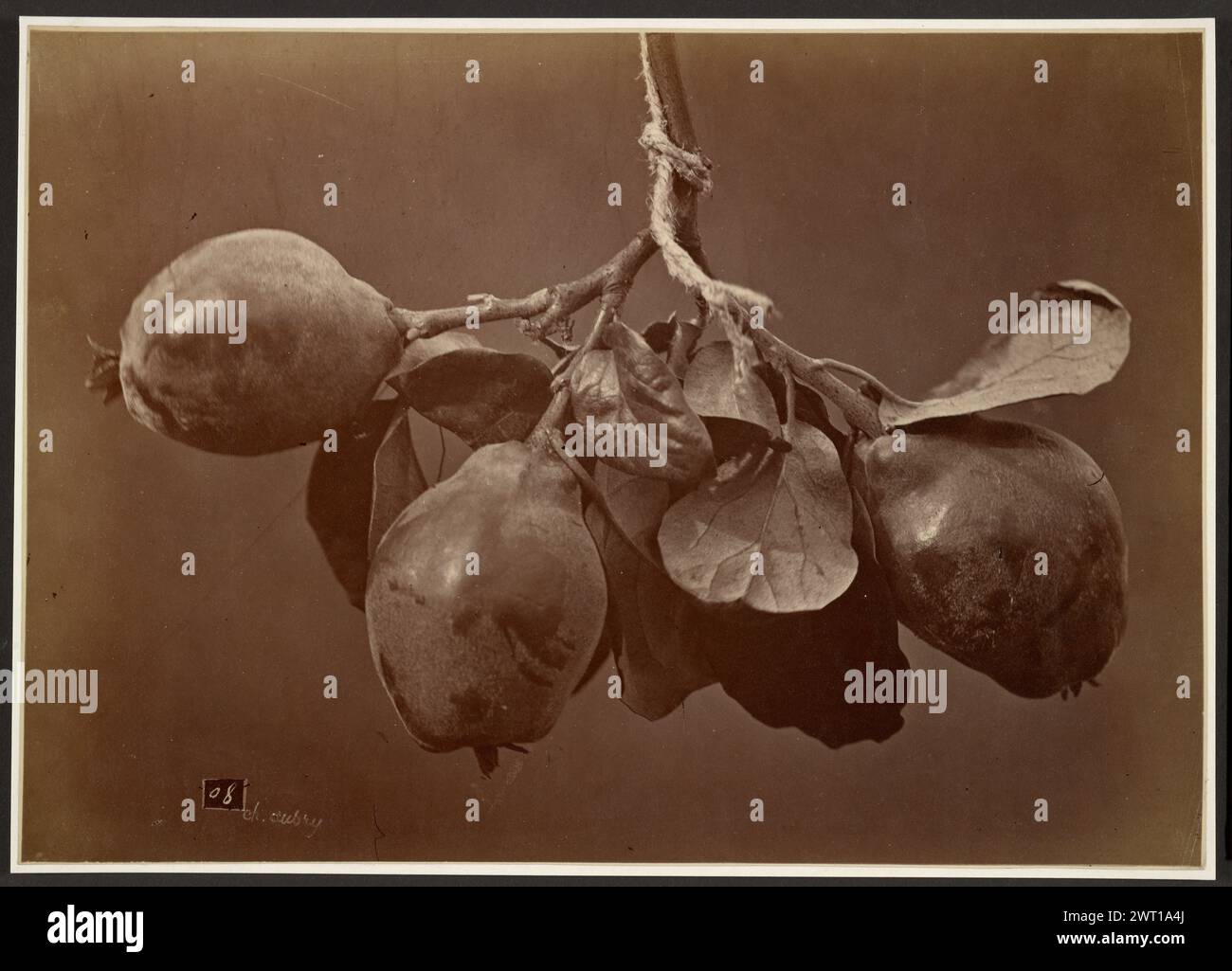 Melograni. Charles Aubry, fotografo (francese, 1811 - 1877) 1860–1869 iscrizione: Incisa in targa: '08'. Foto Stock
