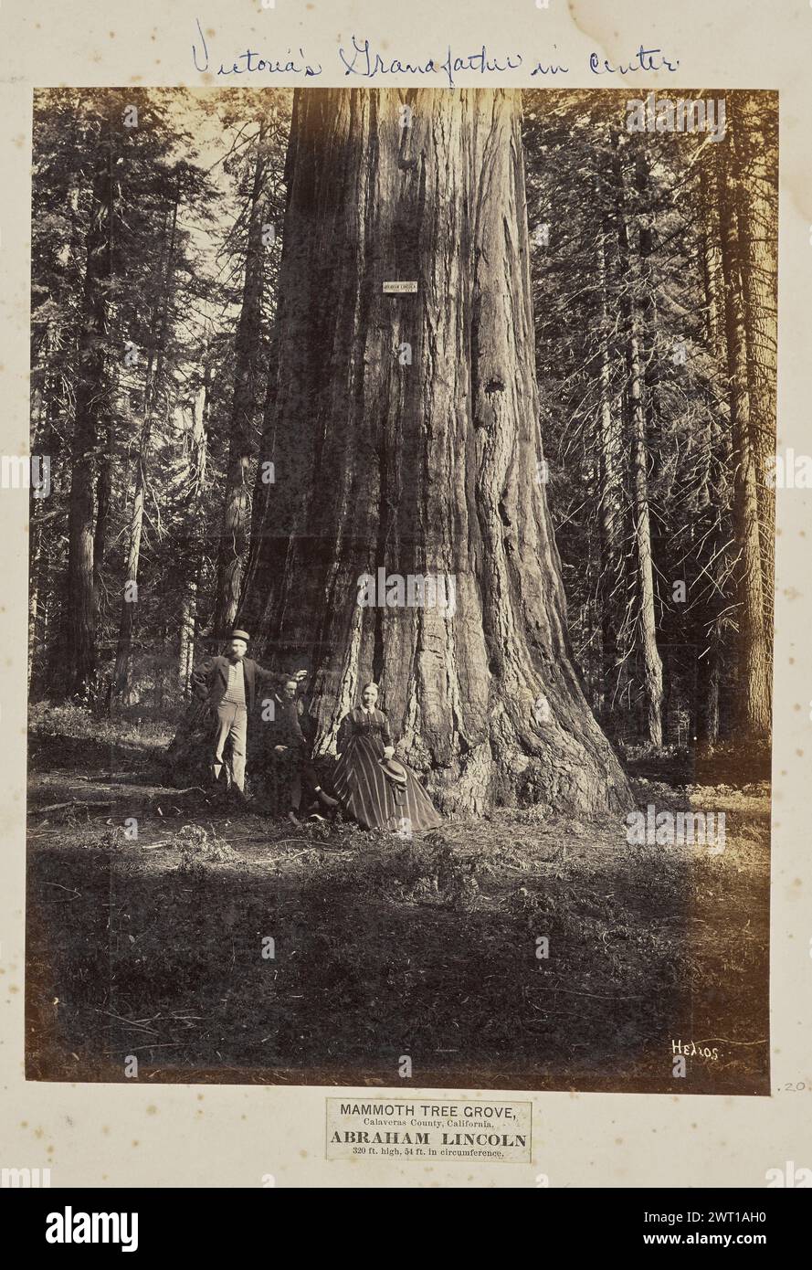 Mammoth Tree Grove, Calaveras County, California. Abraham Lincoln. 320 piedi di altezza, 54 piedi di circonferenza. Eadweard J. Muybridge, fotografo (americano, nato in Inghilterra, 1830 - 1904) negativo 1867, stampa poi il ritratto di gruppo di due uomini caucasici e di una donna caucasica alla base di un grande albero. Un cartello con le parole "Abraham Lincoln" è inchiodato al tronco dell'albero. (Recto, monta) in alto a destra, sopra l'immagine, a matita: '#4 [cerchiato]'; in alto a destra, sopra l'immagine, in inchiostro blu: 'Nonno di Vittoria al centro'; in basso a destra, sotto l'immagine, stampata sull'etichetta, in inchiostro nero: 'MAMMOTH TREE GROVE, / C. Foto Stock