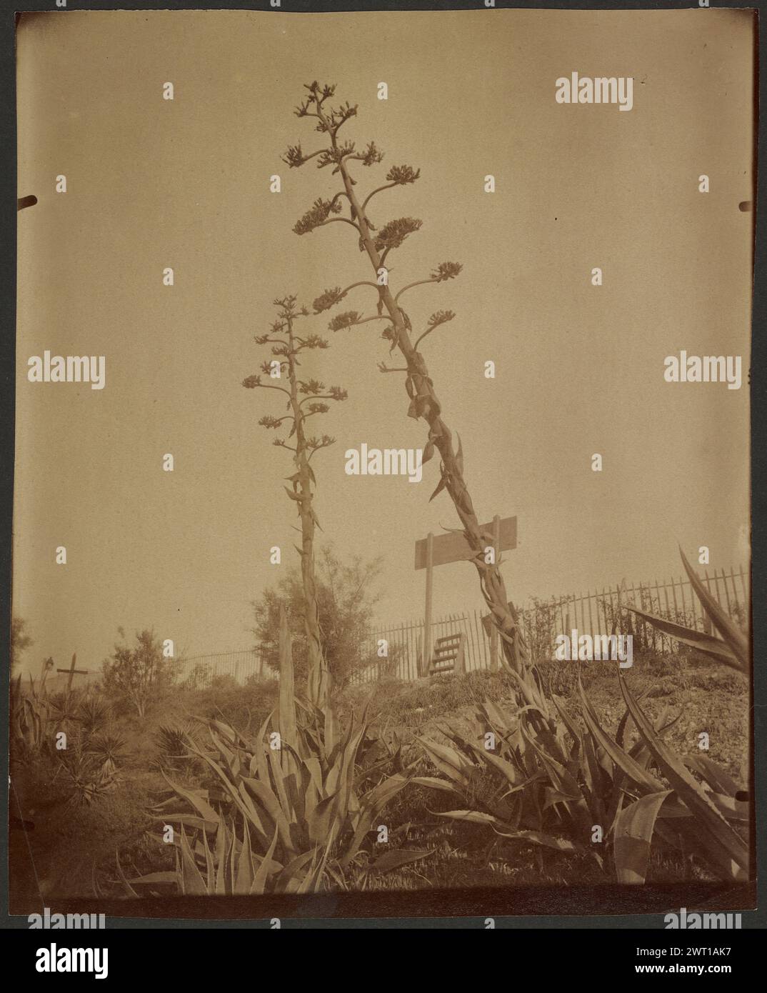 Aloès (Aloes). Eugène Atget, fotografo (francese, 1857 - 1927) prima del 1900 iscrizione piante di aloe fiorite: Inciso verso stampa a matita: Titolo e numero negativo '148'. Iscrizione secondaria: Stampa verso incisa in mano di André Jammes: Numero di inventario del concessionario e 'anc. coll. Detaille/AJ'. Foto Stock