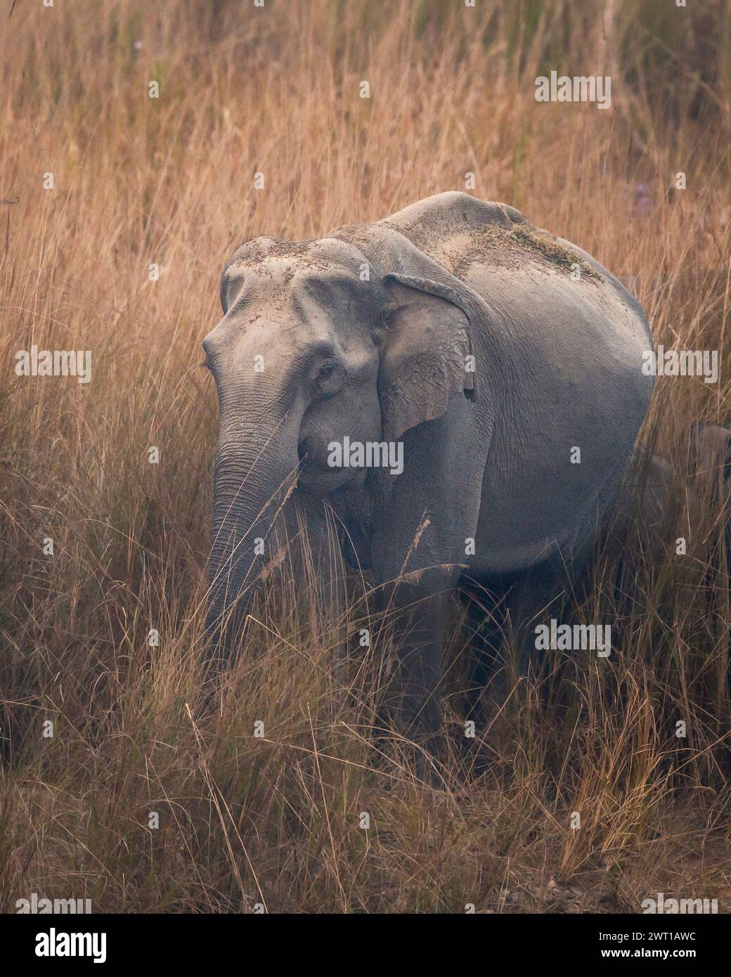 Elefante asiatico selvatico o Elephas maximus primo piano potabile o dissetante dal fiume ramganga nella zona dhikala del parco nazionale jim corbett Foto Stock